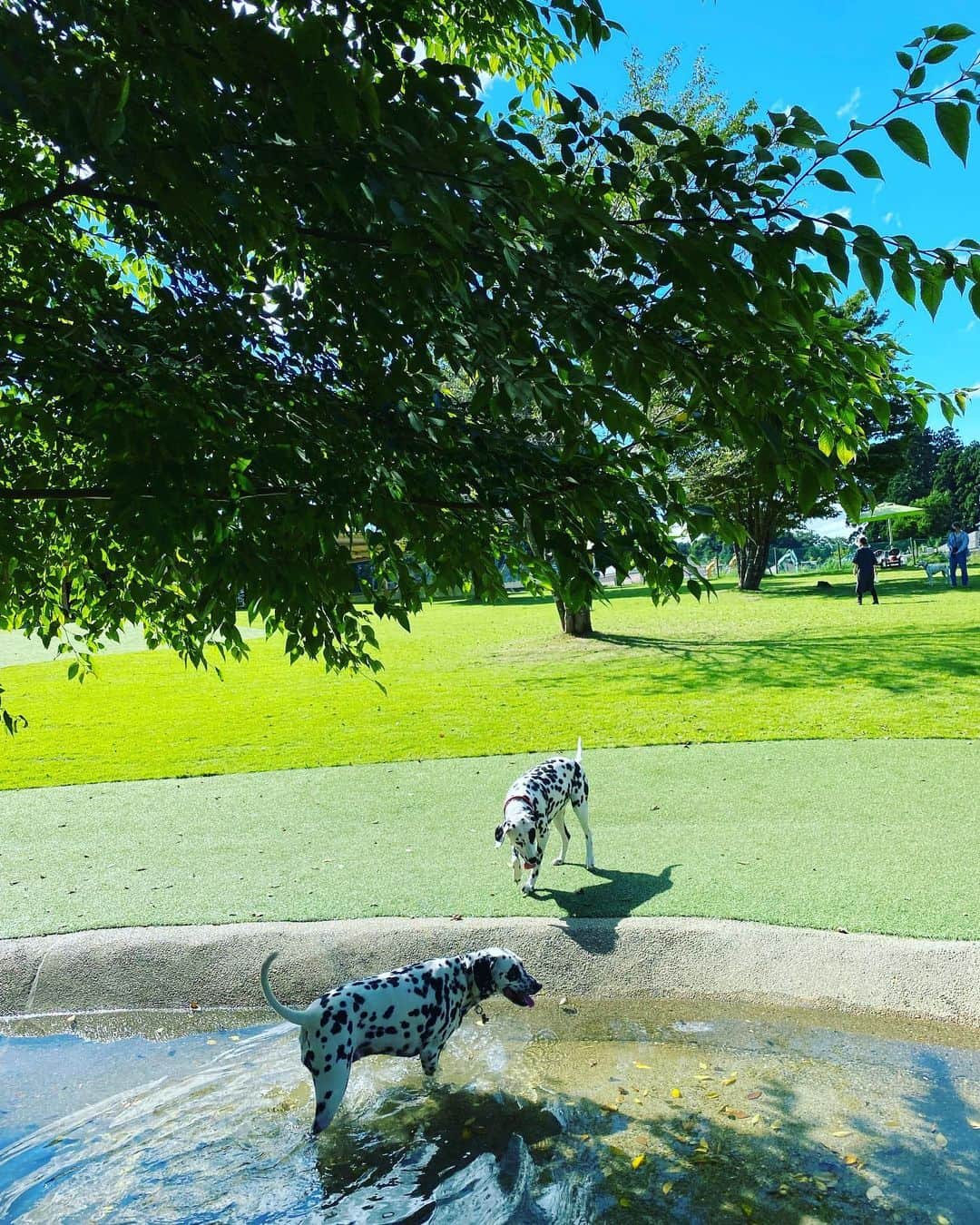 高岡早紀 さんのインスタグラム写真 - (高岡早紀 Instagram)「くたびれた私に必要なものはなんだろう… と、車を走らせてたどり着いた場所は、犬たちにとっての楽園だった。。笑  #癒し　#ドギーズアイランド」9月6日 14時51分 - saki_takaoka