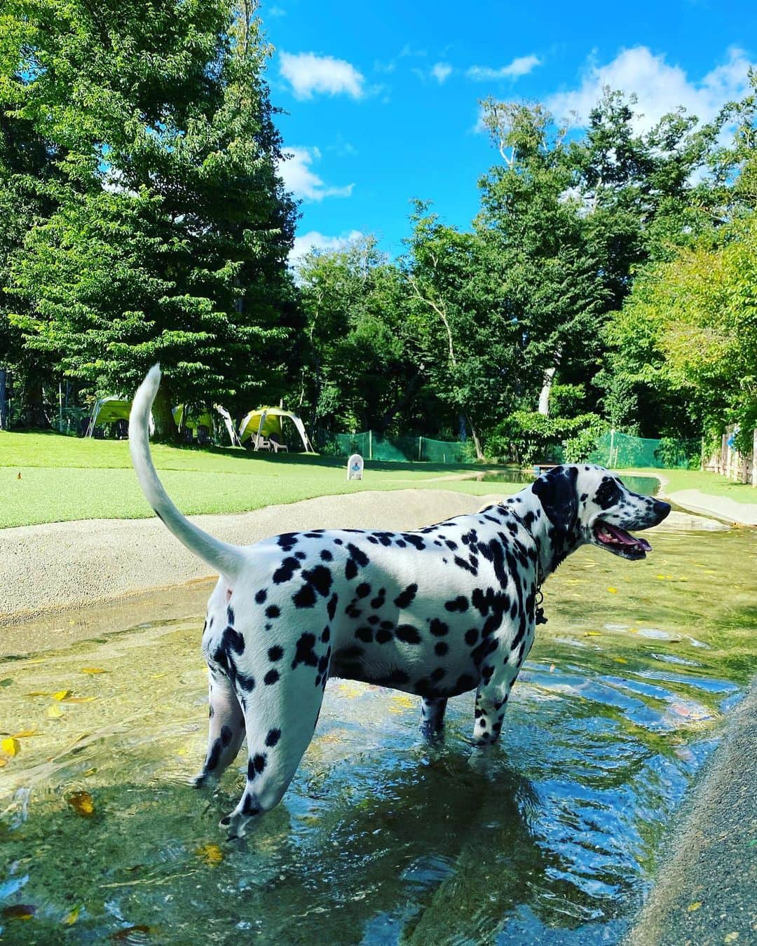 高岡早紀 さんのインスタグラム写真 - (高岡早紀 Instagram)「くたびれた私に必要なものはなんだろう… と、車を走らせてたどり着いた場所は、犬たちにとっての楽園だった。。笑  #癒し　#ドギーズアイランド」9月6日 14時51分 - saki_takaoka