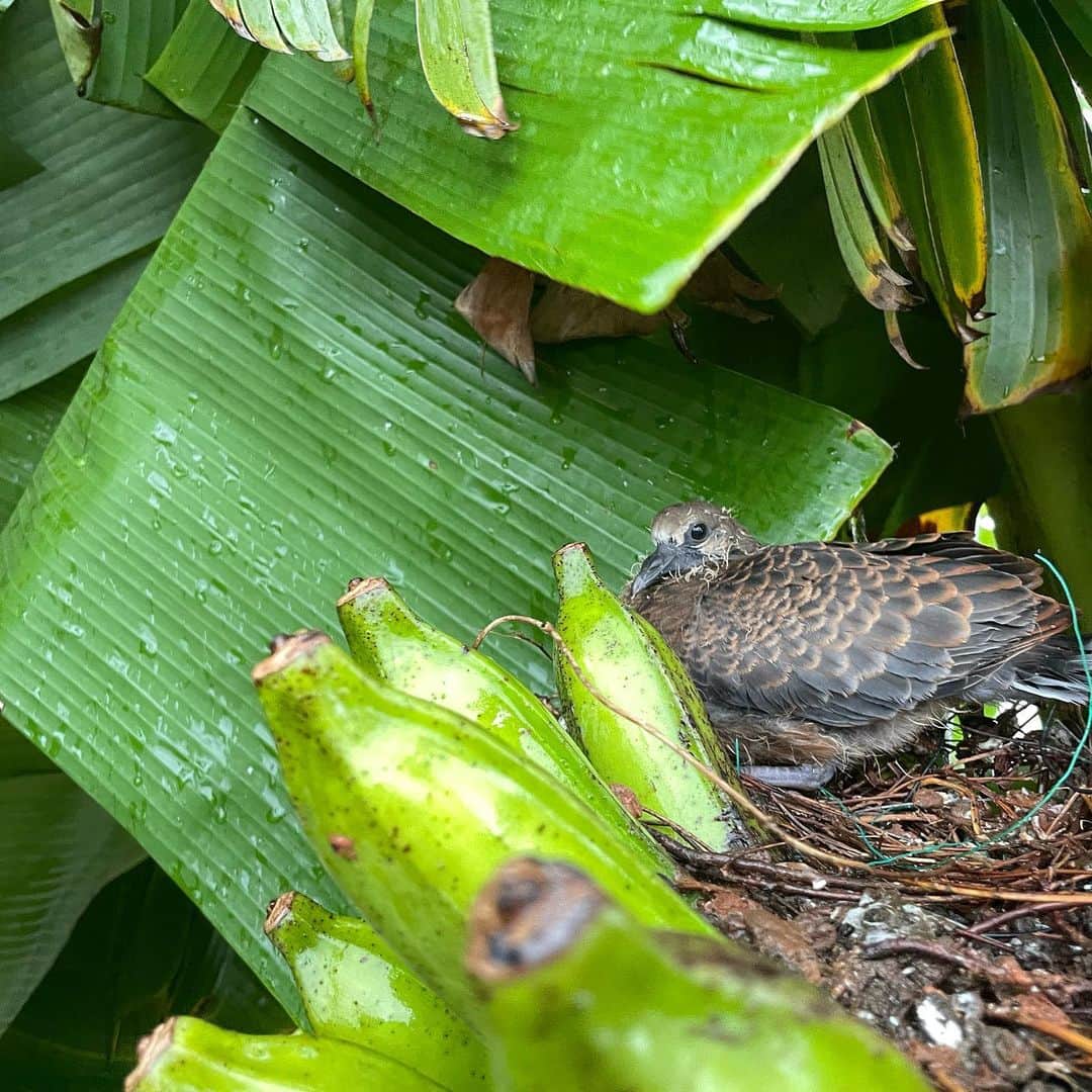 田中律子さんのインスタグラム写真 - (田中律子Instagram)「バナナの🍌巣🪺のハトさんのヒナ成長記録最終回🕊  8/20から、ハトさんが🕊バナナ🍌に巣を作ってたのを発見してから、観察を続けてきましたが、ついに、ついに、台風が去って、風が収まってきたところ、無事に巣立っていきました🕊🤍  いつも、バナナ🍌の中にいたからいないのを見たときは寂しかったけど、ちゃんと巣立っていきました✨  バナナ🍌に巣を作る🪺なんて、そんなバナナーー😳ってビックリしたけど…バナナが役立ちました🍌  今年のバナナの中ではたぶん、この太さと大きさは1番立派なやつに、巣を作るだなんて🪺🕊 このバナナは、ハトさんの巣にあげたので、食べれませんが、なんか、ほっこり☺️台風も避けれたし、お役に立てたかなー🕊  明日からバナナの中をのぞき込むルーティンがなくなるのが寂しい😭バナナの木の上をハトが飛ぶたびに、あ❗️って思って見ちゃうんだろーなー🤣  無事に巣立ったので、これにて最終回です🙏一緒に心配してくれたり、成長を見守ってくれたみなさま、コメントをくれたみなさまありがとーー🕊ハトさんに変わりお礼を申し上げます🤍  #okinawa  #okinawalife  #beachlife  #garden  #banana #バナナの巣のハト  #巣立ちました #そんなバナナ」9月6日 16時50分 - ri2kotanaka