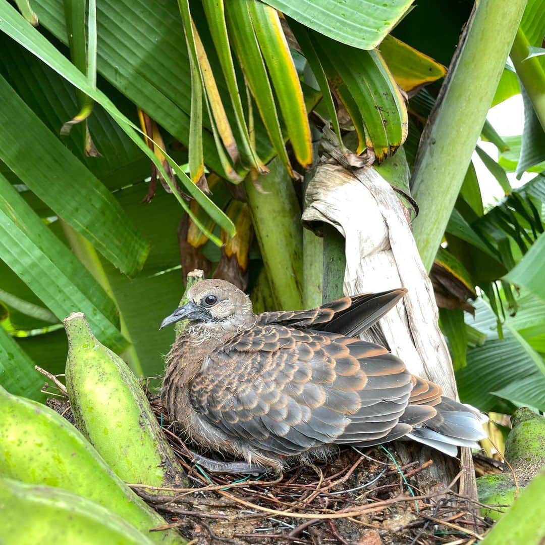 田中律子さんのインスタグラム写真 - (田中律子Instagram)「バナナの🍌巣🪺のハトさんのヒナ成長記録最終回🕊  8/20から、ハトさんが🕊バナナ🍌に巣を作ってたのを発見してから、観察を続けてきましたが、ついに、ついに、台風が去って、風が収まってきたところ、無事に巣立っていきました🕊🤍  いつも、バナナ🍌の中にいたからいないのを見たときは寂しかったけど、ちゃんと巣立っていきました✨  バナナ🍌に巣を作る🪺なんて、そんなバナナーー😳ってビックリしたけど…バナナが役立ちました🍌  今年のバナナの中ではたぶん、この太さと大きさは1番立派なやつに、巣を作るだなんて🪺🕊 このバナナは、ハトさんの巣にあげたので、食べれませんが、なんか、ほっこり☺️台風も避けれたし、お役に立てたかなー🕊  明日からバナナの中をのぞき込むルーティンがなくなるのが寂しい😭バナナの木の上をハトが飛ぶたびに、あ❗️って思って見ちゃうんだろーなー🤣  無事に巣立ったので、これにて最終回です🙏一緒に心配してくれたり、成長を見守ってくれたみなさま、コメントをくれたみなさまありがとーー🕊ハトさんに変わりお礼を申し上げます🤍  #okinawa  #okinawalife  #beachlife  #garden  #banana #バナナの巣のハト  #巣立ちました #そんなバナナ」9月6日 16時50分 - ri2kotanaka