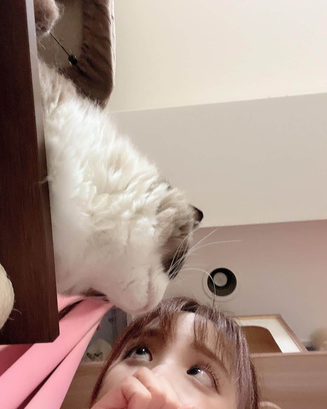 桃乃木かなさんのインスタグラム写真 - (桃乃木かなInstagram)「ごろごろ〜🐾  #ねこのいる生活  #猫の住む星に僕らは生きている 〜  リア♂ トイ♂ メルシー♂」9月6日 20時42分 - kana_momonogi