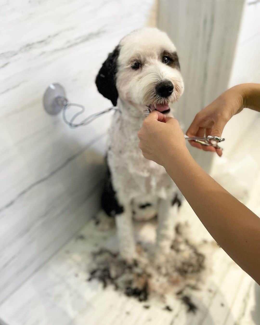 桐島かれんさんのインスタグラム写真 - (桐島かれんInstagram)「今日はトリミング。 #groomingdog #schnoodle」9月6日 20時53分 - houseoflotuskaren