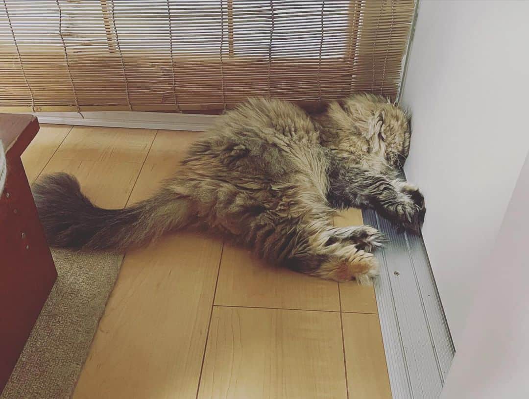 及川奈央さんのインスタグラム写真 - (及川奈央Instagram)「先日 #実家 #愛猫 #ラン #家族 ♡ 癒されました♪ いつもありがとう」9月6日 23時00分 - naooikawa