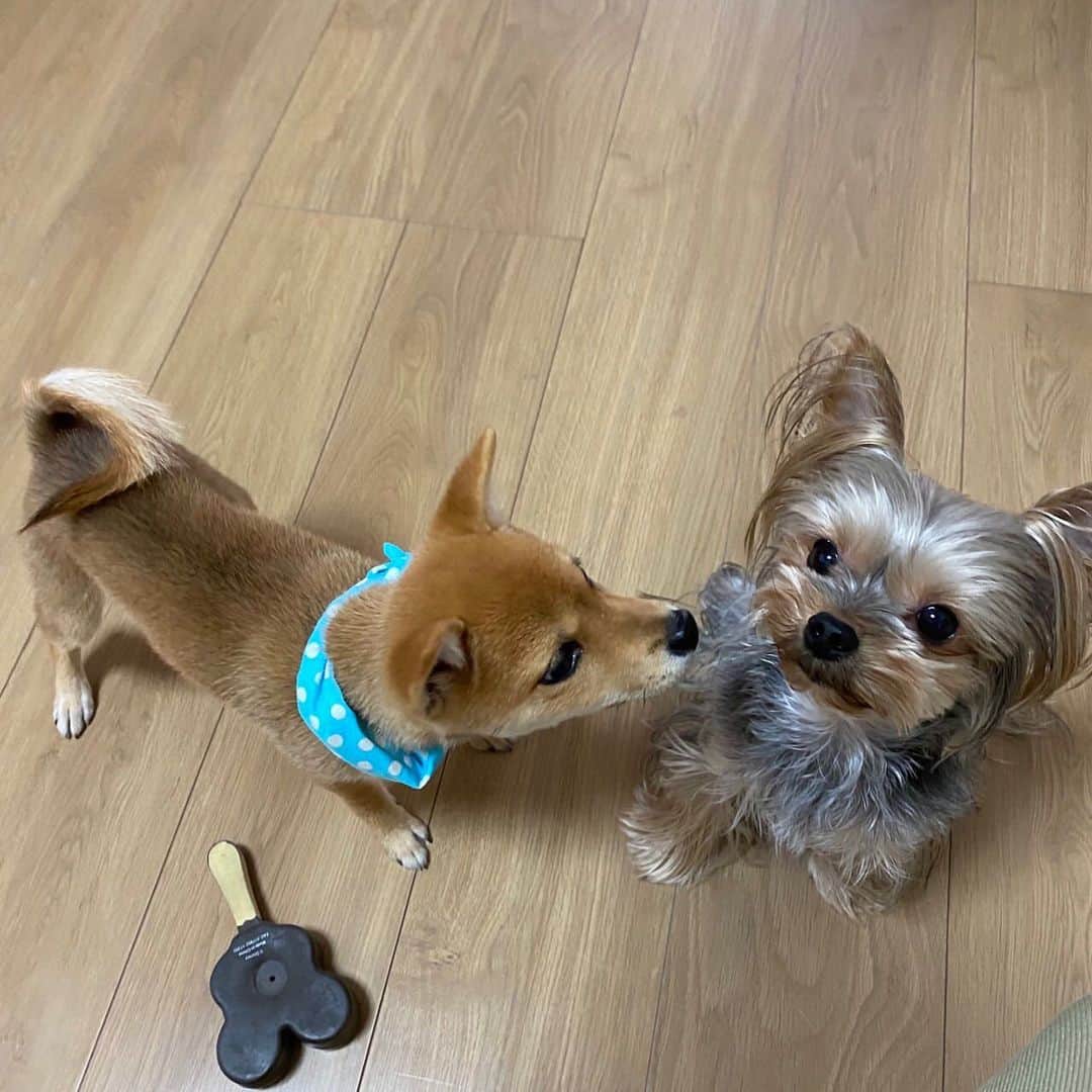 西山喜久恵さんのインスタグラム写真 - (西山喜久恵Instagram)「🐕 2年前の2匹の写真がルアナ先輩から送られて来ました。 かなり積極的にルアナ先輩に近づいているチビ犬🐕の頃のハル🌸 距離感近い2匹なのでした。  #豆柴ハル #ルアナちゃん #ヨークシャテリア #チビ犬」9月7日 0時44分 - kikue_nishiyama