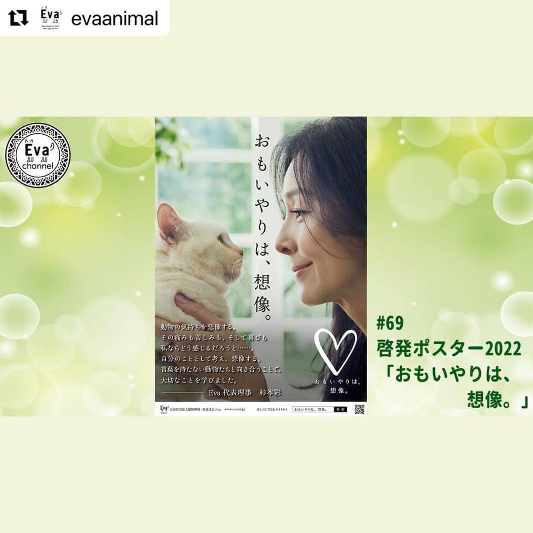 杉本彩さんのインスタグラム写真 - (杉本彩Instagram)「#Repost @evaanimal with @use.repost ・・・ 今回のEvaチャンネルは、オリジナル啓発ポスターの制作についてお話ししております。  今年のテーマは「おもいやりは、想像。」  動物と向き合う基本中の基本に戻ってみよう、という事でこのテーマを選びました。  テーマに込められたエピソードや想いを動画の中で語っておりますのでどうぞご覧ください。  ポスターの左下に記載しておりますメッセージは、杉本の想いを綴ったものです。  「動物の気持ちを想像する。  その痛みも苦しみも、そして喜びも  私ならどう感じるだろうと・・・・。  自分のこととして考え、想像する。  言葉を持たない動物たちと向き合うことで、  大切なことを学びました。」  是非、動画見てくださいね！！  ■#69 啓発ポスター2022「おもいやりは、想像。」 https://youtu.be/g8-iQ1N4UUQ  ■「おもいやりは、想像。」2022啓発ポスター・チラシ無償配布！ https://www.eva.or.jp/2022poster  ＃動物愛護週間 ＃啓発ポスター ＃犬 ＃猫 ＃おもいやりは、想像。 ＃杉本彩 ＃Eva ＃Evaチャンネル」9月7日 8時25分 - sugimoto_aya0719