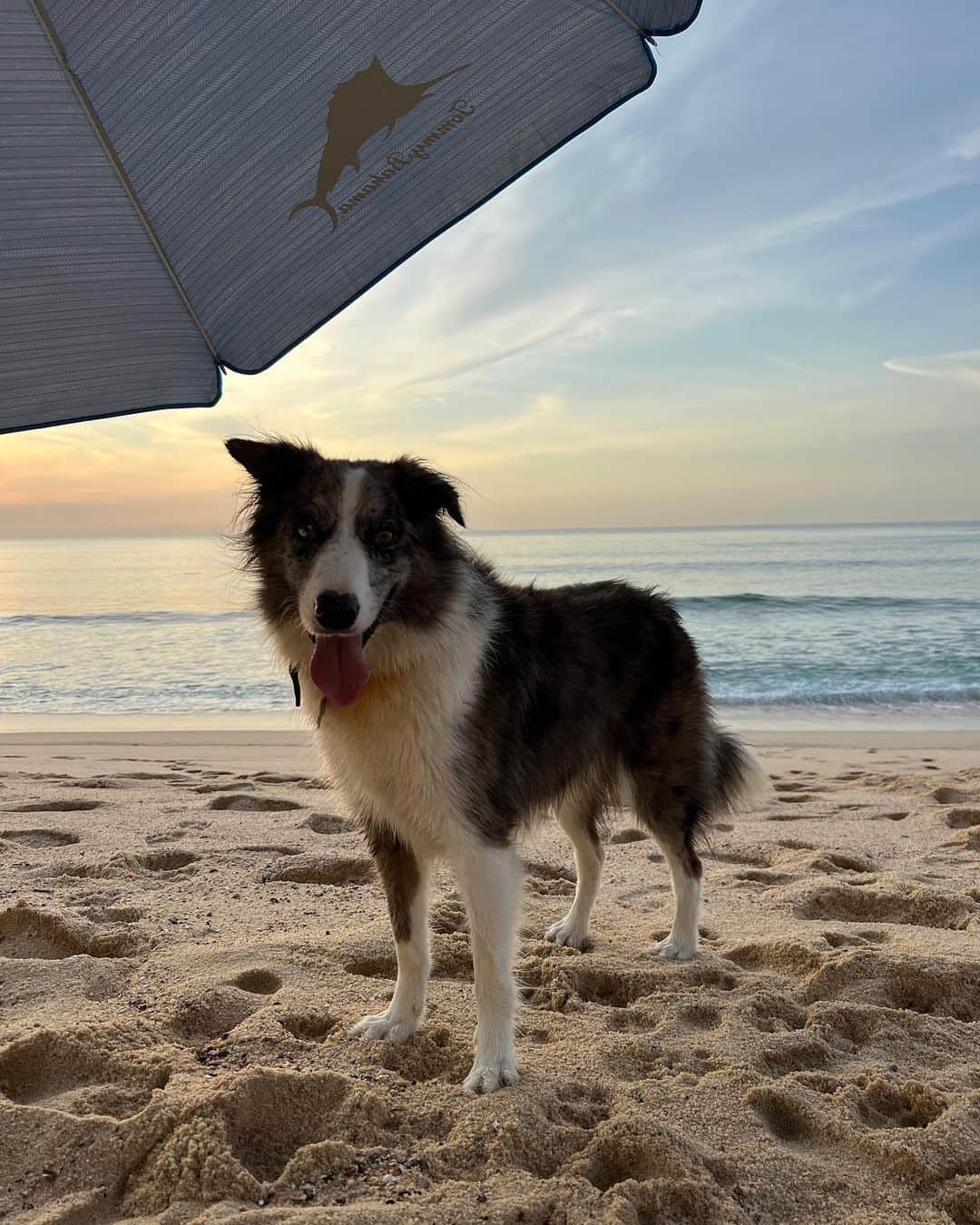 YUKIさんのインスタグラム写真 - (YUKIInstagram)「🐾🖤  私は彼の この子は飼い主の サーフィンを見ながら ビーチでのんびりしたり 遊んだりしていたある日の朝🌞🌼 たくさん砂かけられたけど 楽しかった🥰  #mexico #beach #trip #travel」9月7日 10時28分 - 001y_k_