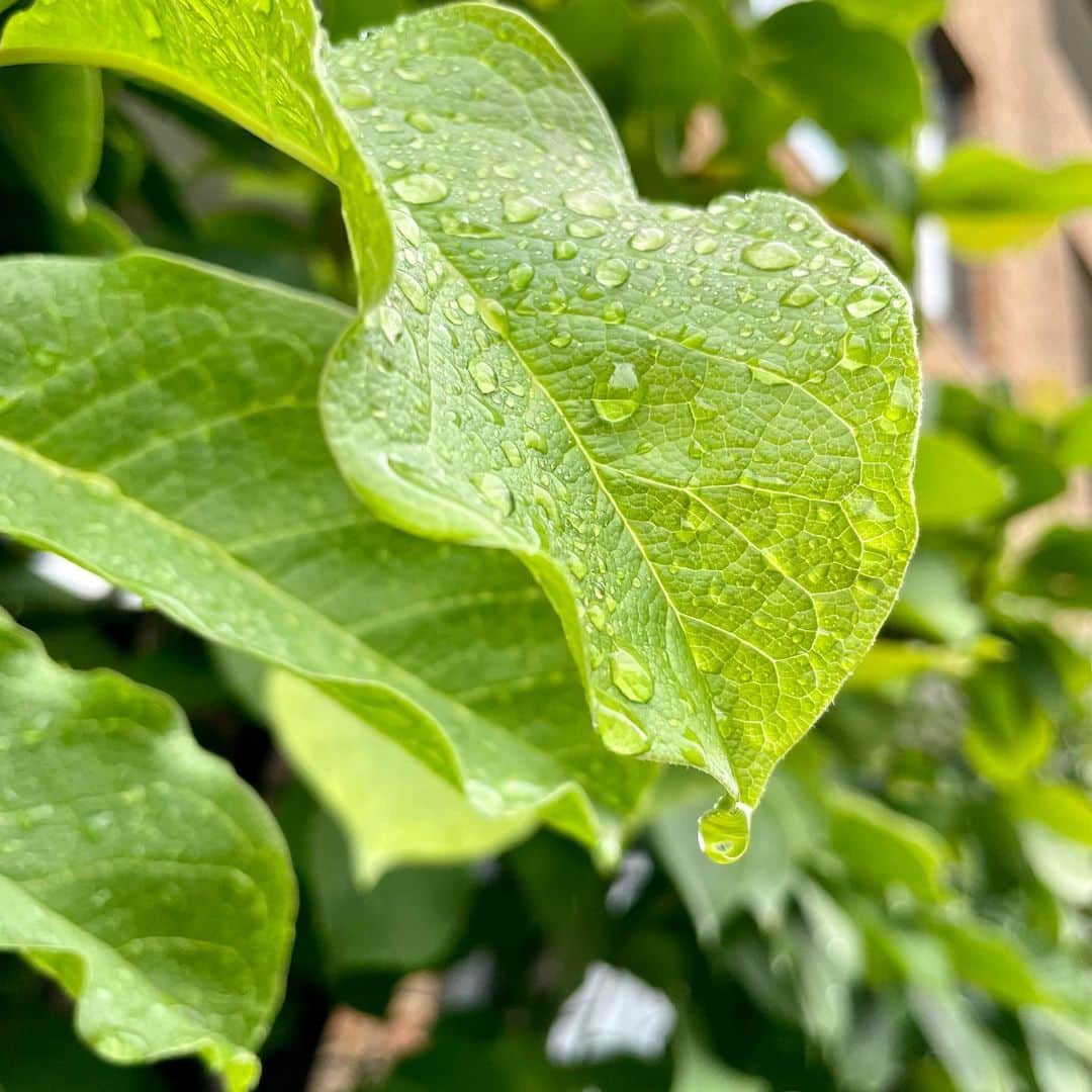 吉井明子さんのインスタグラム写真 - (吉井明子Instagram)「𓍯𓍯𓍯  Raindrops are beautiful.  雨粒は美しい🫧  #雨 #rain #비　#hujan」9月8日 14時43分 - akiko_yoshii_sunny_rain