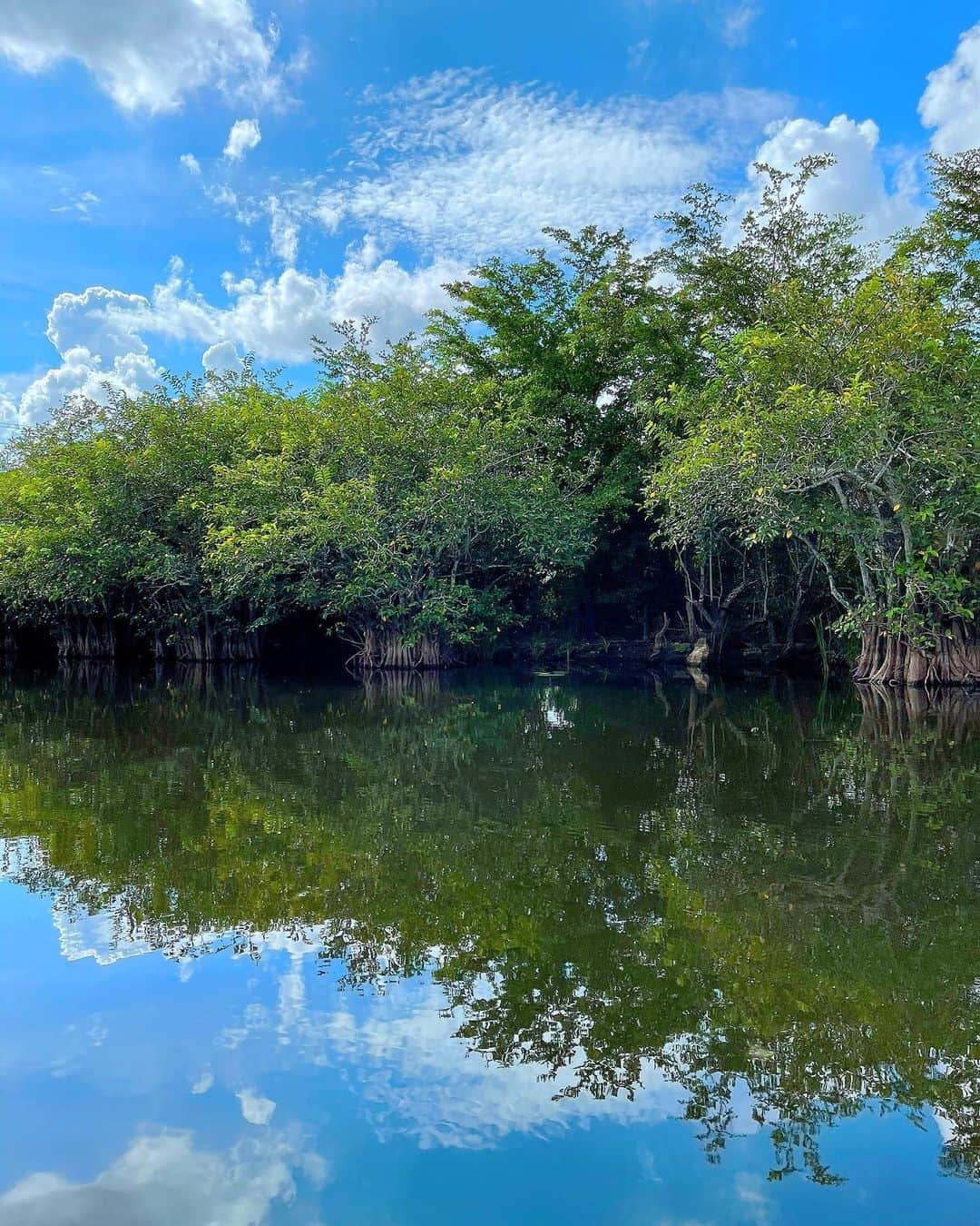 百合華さんのインスタグラム写真 - (百合華Instagram)「#evergladesnationalpark 🐊🐊🐊  #worldheritage   #まるで絵画のような風景 🖼  #usa #miami  #世界遺産 #美しい風景  #世界自然遺産 #世界遺産が好き  #世界遺産クルーズ #世界自然遺産クルーズ  #世界遺産って素晴らしい  #世界遺産を学んで平和を願う  #世界遺産から発信するスタイル」9月8日 16時43分 - yurika.lovelily