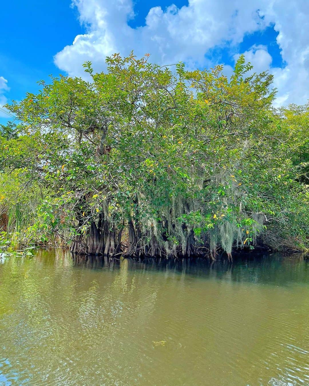 百合華さんのインスタグラム写真 - (百合華Instagram)「#evergladesnationalpark 🐊🐊🐊  #worldheritage   #まるで絵画のような風景 🖼  #usa #miami  #世界遺産 #美しい風景  #世界自然遺産 #世界遺産が好き  #世界遺産クルーズ #世界自然遺産クルーズ  #世界遺産って素晴らしい  #世界遺産を学んで平和を願う  #世界遺産から発信するスタイル」9月8日 16時43分 - yurika.lovelily