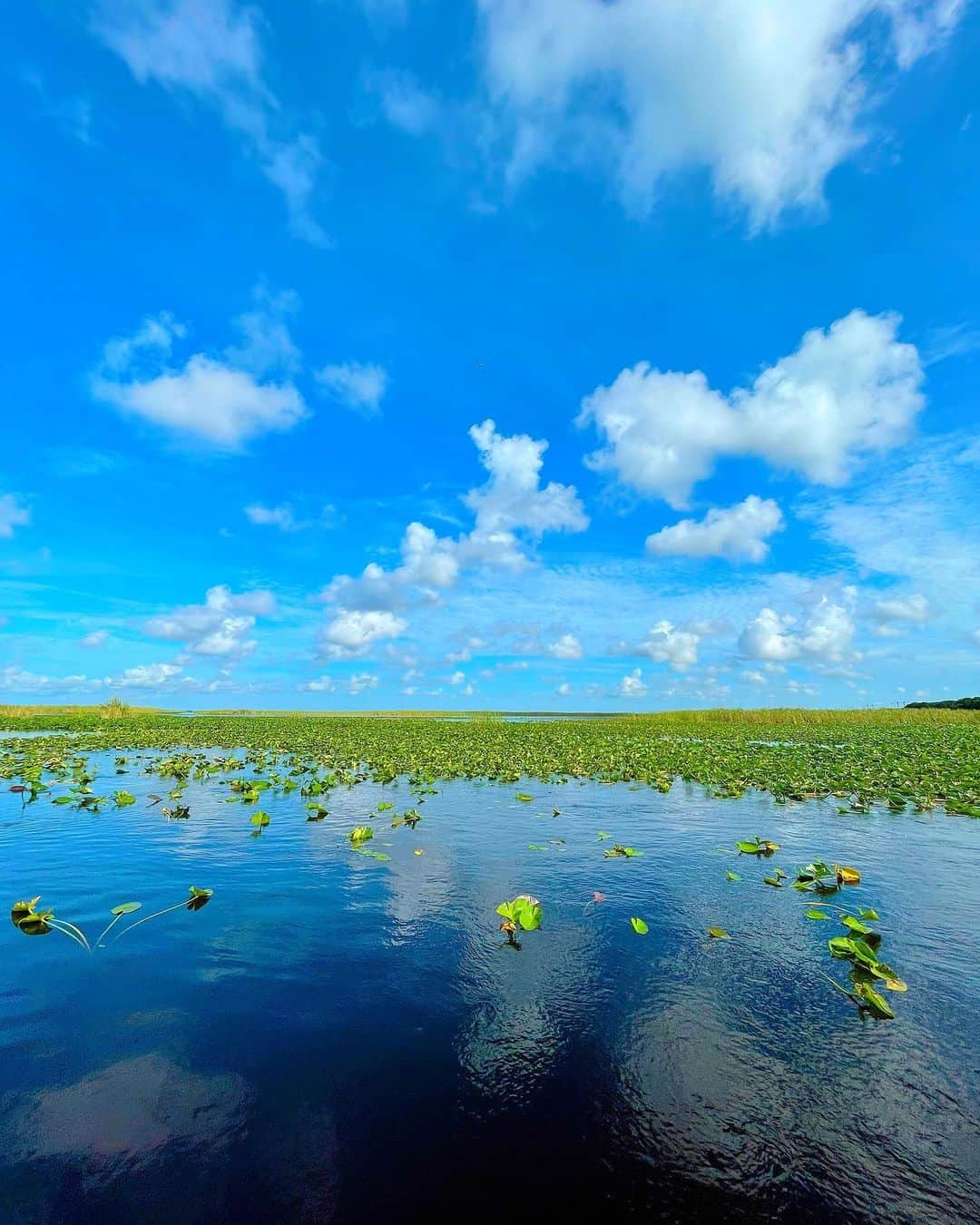 百合華さんのインスタグラム写真 - (百合華Instagram)「#evergladesnationalpark 🐊🐊🐊  #worldheritage   #まるで絵画のような風景 🖼  #usa #miami  #世界遺産 #美しい風景  #世界自然遺産 #世界遺産が好き  #世界遺産クルーズ #世界自然遺産クルーズ  #世界遺産って素晴らしい  #世界遺産を学んで平和を願う  #世界遺産から発信するスタイル」9月8日 16時43分 - yurika.lovelily