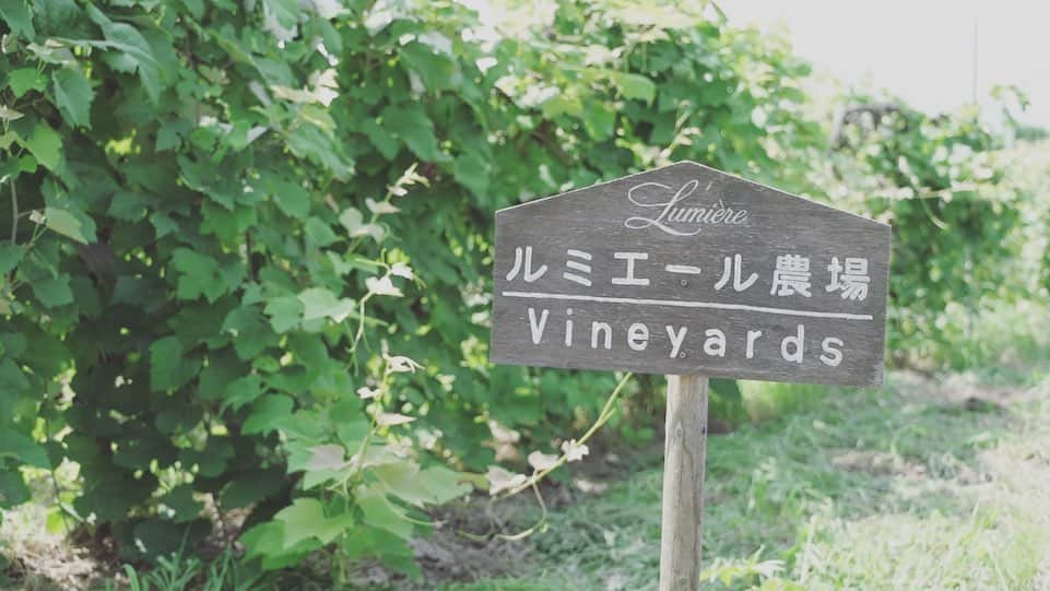 森口瑤子さんのインスタグラム写真 - (森口瑤子Instagram)「. . 本日の「醗酵の里ニッポン」は山梨笛吹市の ワイン。 山梨県のほぼ中央に位置する笛吹市。その恵まれた風土により、桃とぶどうの収穫量日本一を誇り、ワインの原料となるぶどう栽培が盛んです。家族で経営する小さなワイナリーから他資本が参加した大きなワイナリーまで、様々な経営の形で笛吹市のワインを支えていますが、そんなワイナリーの中でも今回は笛吹市のルミエールワイナリーを訪ね、今も使用しているヨーロッパ型横蔵式地下発酵槽である石蔵発酵槽の歴史を聞きます。 出演 ナレーション :森口瑤子 .  #醗酵の里  #bs松竹東急」9月8日 17時09分 - yokomoriguchi_official