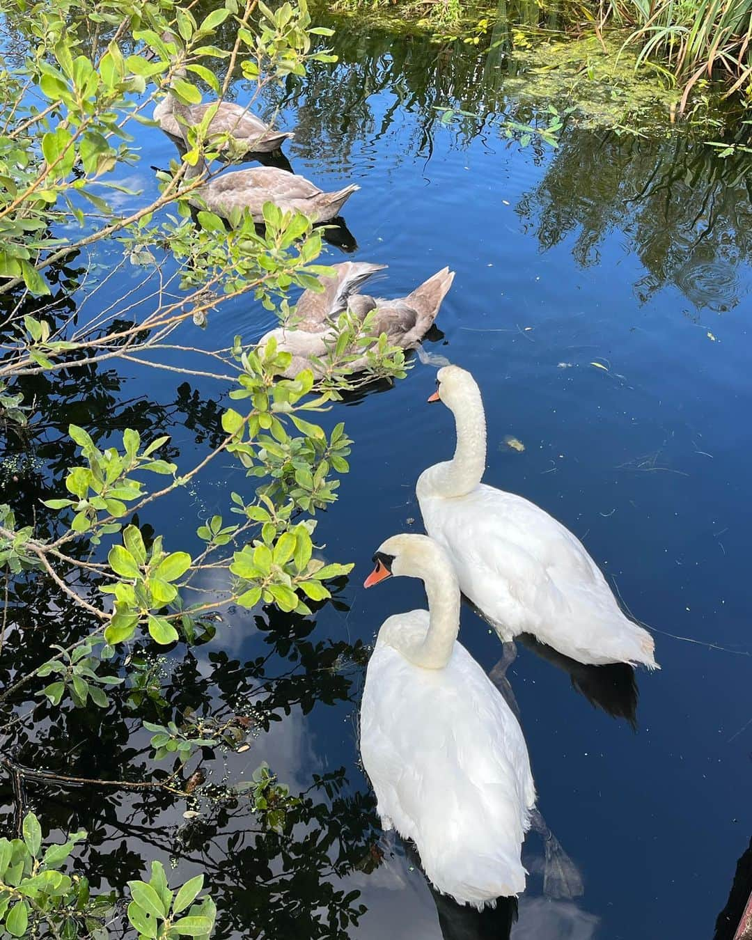 水原希子 さんのインスタグラム写真 - (水原希子 Instagram)「Memories of London🦢🇬🇧」9月9日 18時46分 - i_am_kiko