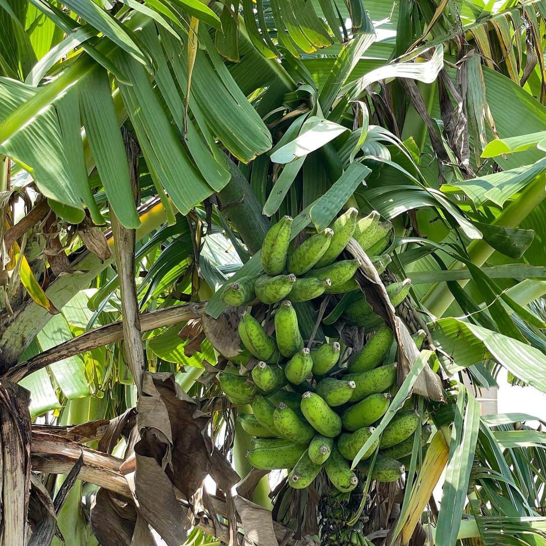 田中律子さんのインスタグラム写真 - (田中律子Instagram)「無農薬自家製バナナ🍌収穫🍌  今年のバナナはなかなかのサイズに育って最高ですーーー🍌🍌🍌一房はハトさんに巣🪺にされちゃったけど🤣  この収穫したバナナ🍌もなかなかいーよーー🍌🍌🍌 バナナラブな私にとって、もう自家製バナナほど美味いバナナはない💛まだまだ収穫しまーす🍌🍌🍌  ☝️バナナは、青いうちに収穫して、軒下にぶら下げて、黄色く追熟させてから食べます🍌  #okinawa #okinawalife  #garden  #organic  #banana  #自家製無農薬栽培  #バナナの収穫  #これから追熟させるよ」9月10日 13時29分 - ri2kotanaka