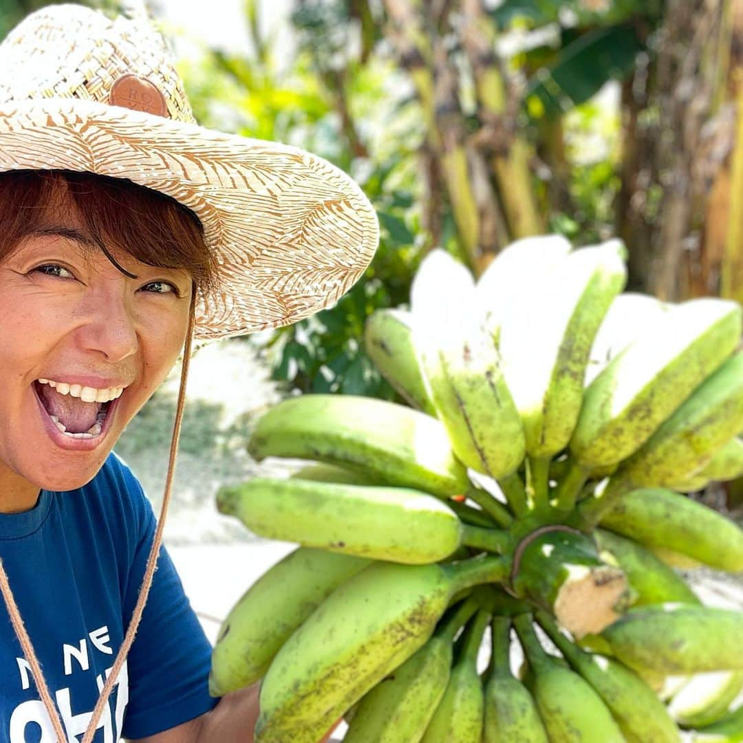 田中律子さんのインスタグラム写真 - (田中律子Instagram)「無農薬自家製バナナ🍌収穫🍌  今年のバナナはなかなかのサイズに育って最高ですーーー🍌🍌🍌一房はハトさんに巣🪺にされちゃったけど🤣  この収穫したバナナ🍌もなかなかいーよーー🍌🍌🍌 バナナラブな私にとって、もう自家製バナナほど美味いバナナはない💛まだまだ収穫しまーす🍌🍌🍌  ☝️バナナは、青いうちに収穫して、軒下にぶら下げて、黄色く追熟させてから食べます🍌  #okinawa #okinawalife  #garden  #organic  #banana  #自家製無農薬栽培  #バナナの収穫  #これから追熟させるよ」9月10日 13時29分 - ri2kotanaka