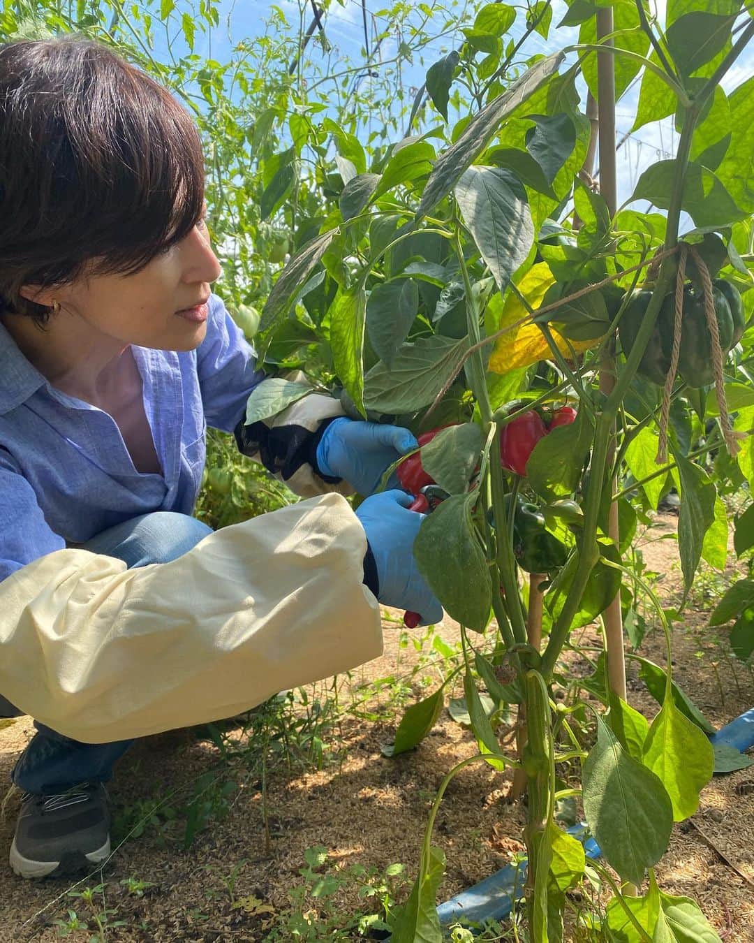 鈴木保奈美さんのインスタグラム写真 - (鈴木保奈美Instagram)「真剣に熱心に、そして楽しそうに農業に取り組む若者たちの農園で、夕餉の野菜を調達。これぞ生産者直売。贅沢だわあ。 どうか彼らの日々の努力が報われますように。わたしは食べて応援しよう。  @niwafarm」9月10日 17時12分 - honamisuzukiofficial