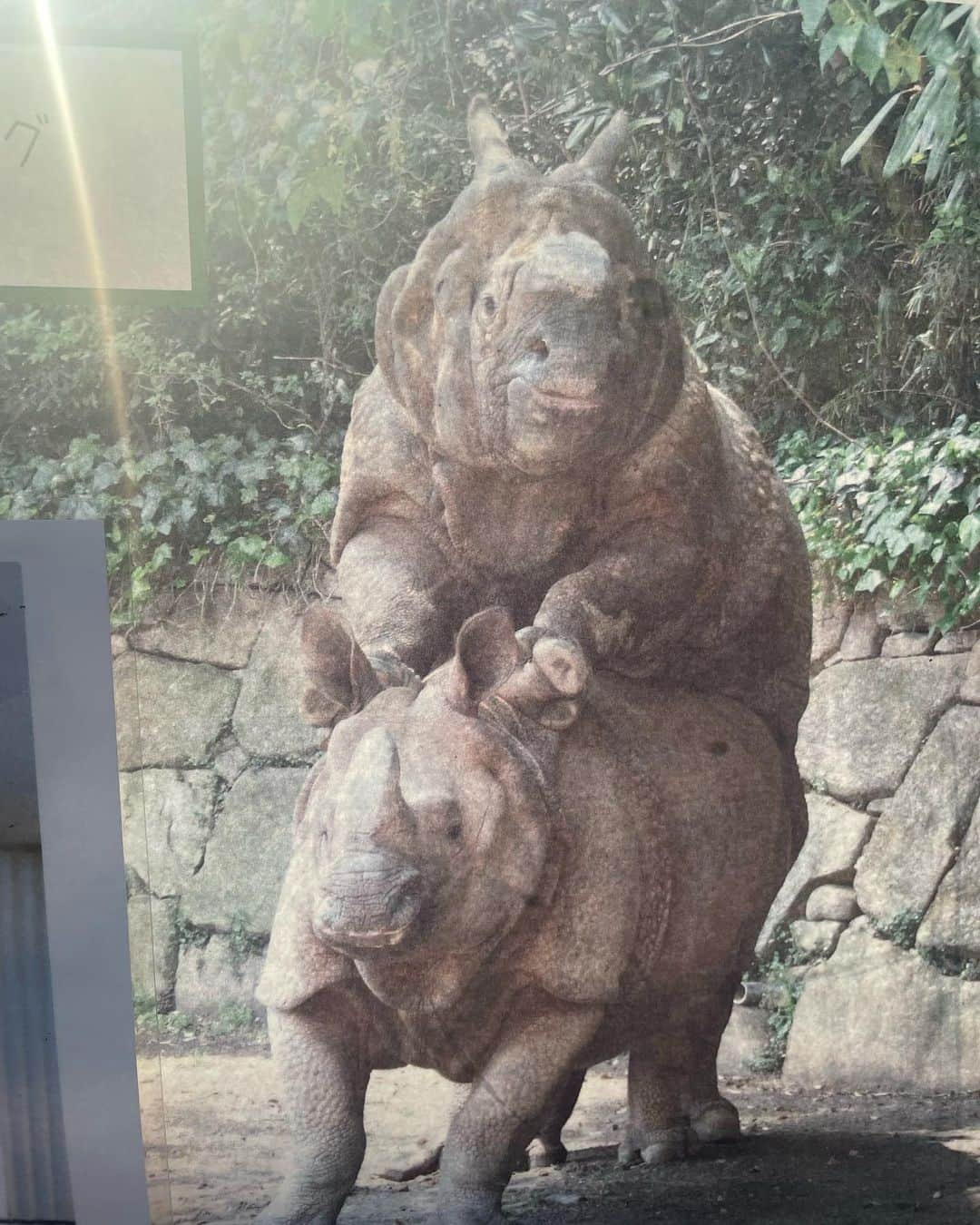 あのちゃんさんのインスタグラム写真 - (あのちゃんInstagram)「最近動物の生態や命の誕生、交尾、生産色んな動物ごとに興味があって調べたりしてるのでインドア派ですが動物園は非常によかったです 猿のキメポーズ🐒」9月10日 23時25分 - a_n_o2mass