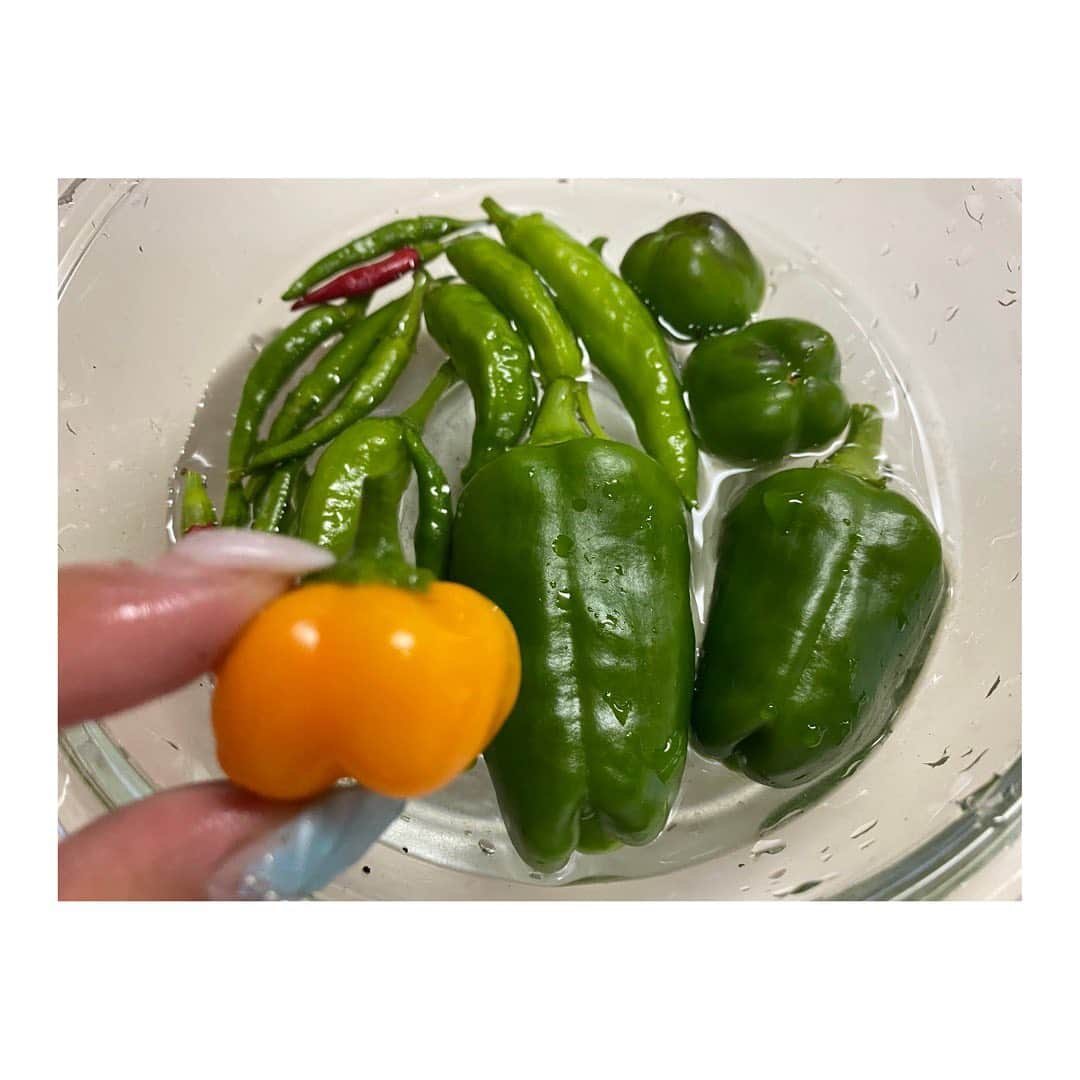 三宿菜々さんのインスタグラム写真 - (三宿菜々Instagram)「. 寝る前にお野菜日記🫑  ようやくお庭を秋いらっしゃいスタイルへと お手入れ終わらせてすっきりしたので いくつかご紹介させてください🫑  ○カメムシから無事守りぬき、 ずっしり育ってくれたピーマン🫑 たくさん成ってます🫑  ○そしてこれからの時期 特に活躍するであろう、みつ葉☘️ お味噌汁に入れても何しても アクセントで美味しいです。  ○夏には木質化したバジル🌱 最初枯れたのかと悲しくなったけれど 逆で、強く生きる為に木質化するという なんとも生命力の強い子でした､､！ 新しく緑の茎も生えてます。 まだまだ食べれそうで嬉しい🌱  ○最後は鈴なりパプリカ🫑 ピーマンと比べるとサイズが 分かりやく小さいです🫶🏻  鈴なりはとても小さいけれど､､ パプリカやカラーピーマンには 普通のピーマンの倍以上の ビタミンCとカロテンが含まれています🫑  特にオレンジ色のピーマンに含有量が多く ビタミンCに関しては赤の倍くらい、 カロテンは緑のピーマンの30倍にもなります🤗  となると、どうせ食べるなら 普通のピーマンより パプリカの方がいいじゃないか! そう思ってしまいそうですが 緑ピーマンの方が多く含まれている 成分ももちろんあるので バランスよくどちらもいただきましょう🫶🏻  #豆知識ばら撒き女 #将来の夢人間野菜図鑑 #家庭菜園 #無農薬野菜 #野菜栽培士 #オーガニック野菜アドバイザー #にしても綺麗なオレンジ色 #たくさん太陽を浴びた証拠」9月11日 2時41分 - mishuku_nana