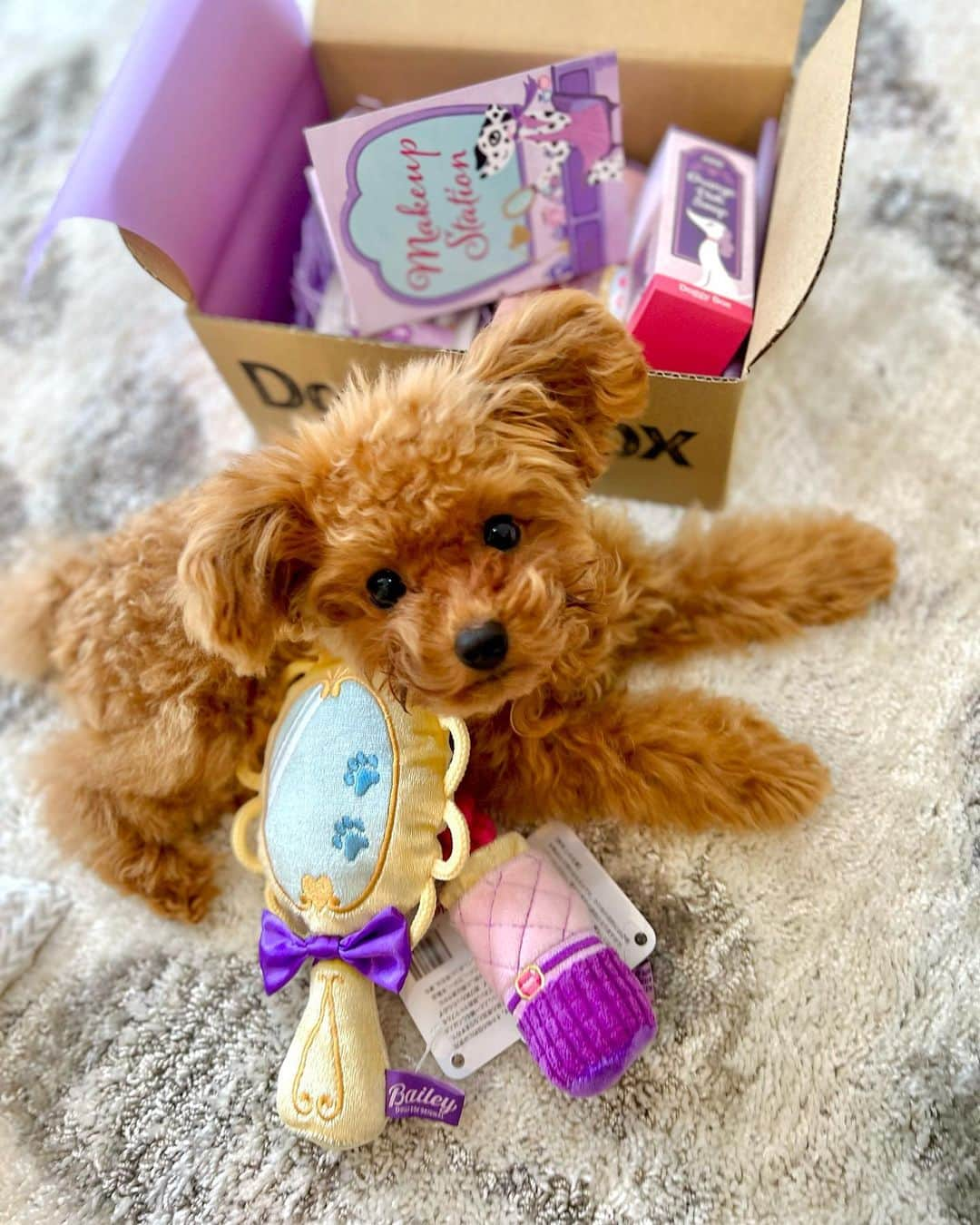 島村みやこさんのインスタグラム写真 - (島村みやこInstagram)「🪞 今日のあざとソル🧸✨  ワンちゃん飼ったら頼んでみたかった シリーズその①🫶  初めての📦 @doggybox_jp に ずっとソワソワしてたそるたん💓  リップを離さないあなたは 私より女子力高めね🤭💄🪞 ． @soltandesu」9月13日 12時17分 - miyako_shimamura.official