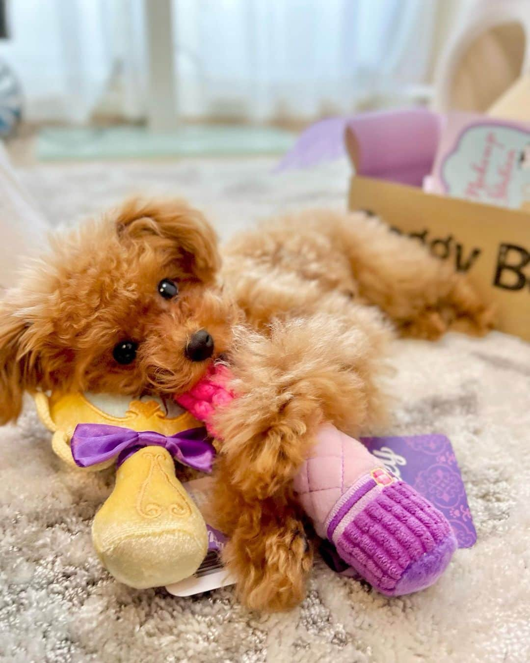 島村みやこさんのインスタグラム写真 - (島村みやこInstagram)「🪞 今日のあざとソル🧸✨  ワンちゃん飼ったら頼んでみたかった シリーズその①🫶  初めての📦 @doggybox_jp に ずっとソワソワしてたそるたん💓  リップを離さないあなたは 私より女子力高めね🤭💄🪞 ． @soltandesu」9月13日 12時17分 - miyako_shimamura.official