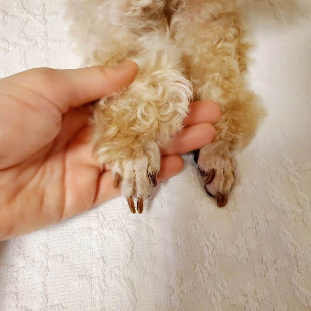 池田夏希さんのインスタグラム写真 - (池田夏希Instagram)「おうちでセルフトリミング🐶✂️ . もふもふになってきたので、ティディベアカットにしました🧸 そして前回トリミングのお兄さんにお願いしたもぐらのような足のカットもマネしてみたら上手に出来て、もぐら復活🤣 . トリミングの資格持ってるのか聞かれる事も多いけど、持っていません！！ こむぎを飼い始めた頃に可愛い我が子をトリミング出来るようになりたいと思って色んなトリマーさんのYouTubeを見て学びました😊 こむぎもおとなしくしててくれるから助かります✨ どーしてこんなに可愛いし良い子なんだろ…🥺💕(笑) . #こむぎ #セルフトリミング #おうちトリミング #バリカン #カット #肛門絞り #シャンプー #ティディベアカット #スッキリさっぱり #短めにカット #可愛さ倍増  #ティーカッププードル #どっぐすたぐらむ #愛犬との暮らし #愛犬のいる生活 #愛犬love  #selftrimming #hometrimming #teddybearcut #refreshing #cute #love #teacuppoodle #dogstagram #dogsofinstagram #doglover #dogs_of_instagram #instadog」9月13日 15時14分 - natsukiikeda624