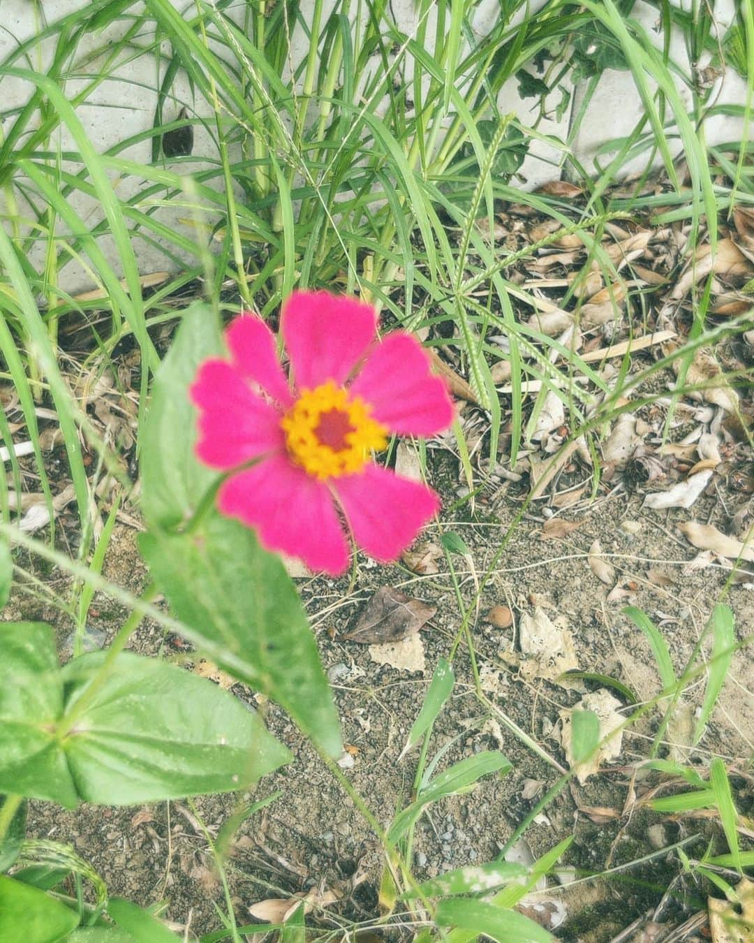 木村慧人さんのインスタグラム写真 - (木村慧人Instagram)「Flower...🌸  #FANTASTICS #木村慧人 #ケトフィルム」9月15日 19時22分 - keitokimura_official