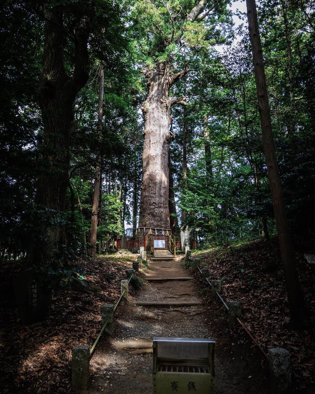 SHOCK EYEさんのインスタグラム写真 - (SHOCK EYEInstagram)「千葉県の成田市にある麻賀多神社には、樹齢1300年を超える大杉がある。  東日本で1番大きな木、この御神木を初めて見た瞬間、 「おー！」 と声が漏れたよ。 すごい迫力！ そして、 まるで参拝客を待ってくれてたような、話しかけてくるような、そんな雰囲気でした＾＾  延命長寿のご利益があるそうなので、グルっと大杉の周りを一周回って手を合わせてみると良いかもしれないね🙏  あと本殿裏手、 末社の天日津久神社にも是非。  ひっそりと佇む小社の辺りは また雰囲気がガラッと変わるよ。  全体的にすごく印象にも残ったし、自然豊かな場所で、好きかもーと、自然に思えて素敵な神社さんでした。  #麻賀多神社 #天日津久神社 #千葉県成田市 #大杉 #shrine #makatashrine #shrine #japantravel #japantrip #canon #canonR5 #beautifuldestinations #discoverjapan #discoverearth #voyaged #awesome_photographers #IamATraveler #wonderful_places #japanphoto #japanphotography #japan_of_insta #livingonearth #theglobewanderer」9月16日 10時27分 - shockeye_official