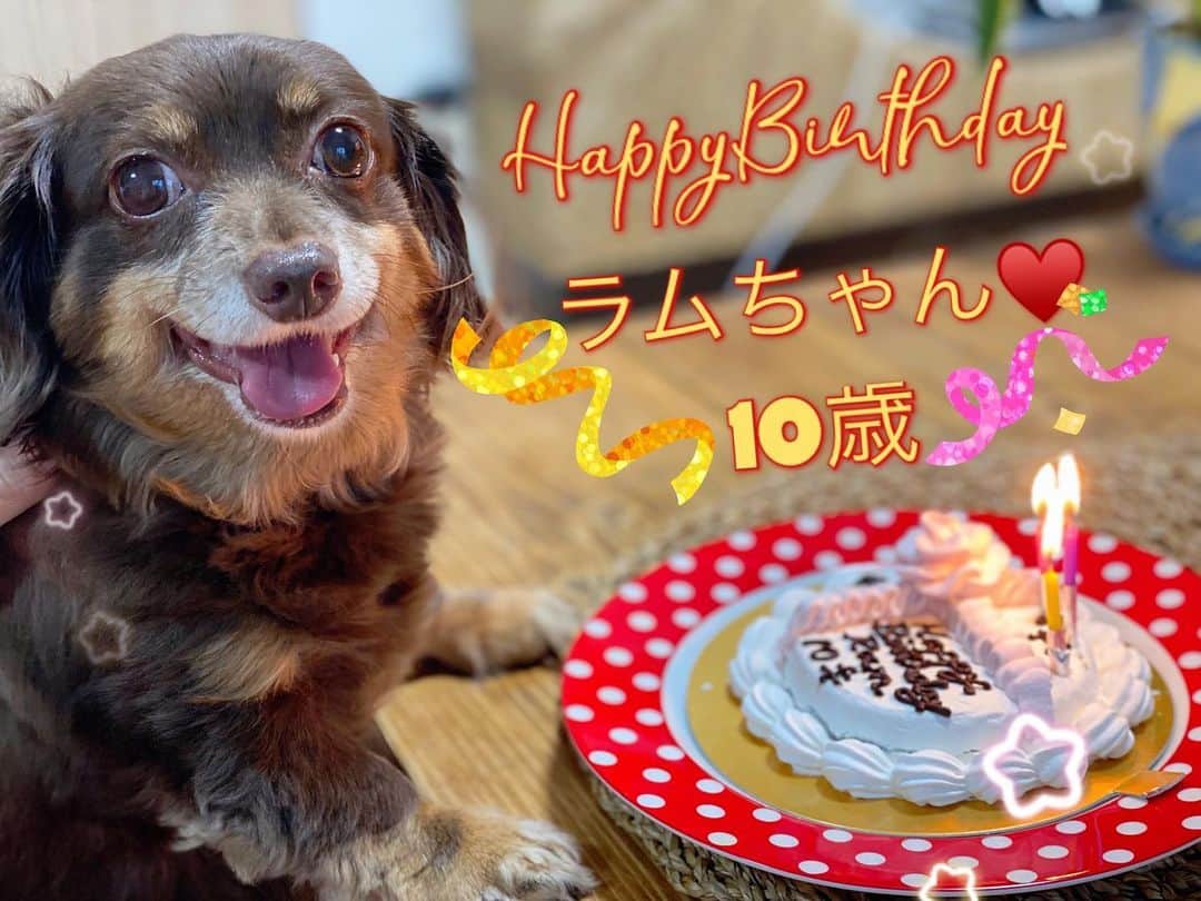 北川エリカさんのインスタグラム写真 - (北川エリカInstagram)「1日遅れちゃったけど、今日はお休みなので、ラムちゃんの10歳の誕生日のお祝い🎂しましたぁ♥️ めっちゃすごい勢いで食べてましたw ぐちゃぐちゃにw 長生きしてね❤ラムちゃん❤  *  #愛犬  #チワックス  #ラム  #誕生日ケーキ」9月16日 18時52分 - kitagawa_erika1209