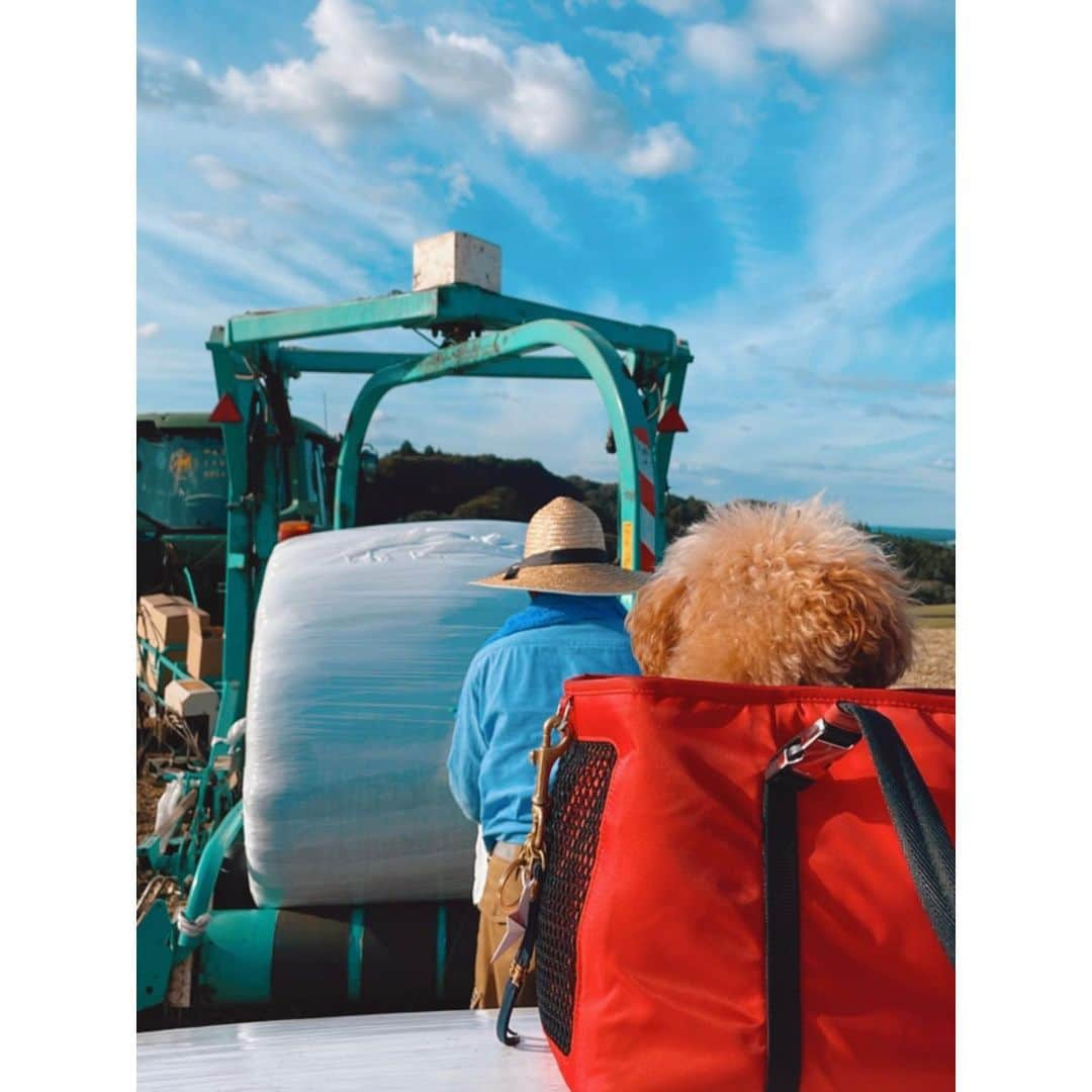 紗栄子さんのインスタグラム写真 - (紗栄子Instagram)「@nasufarmvillage は、 牧草収穫の季節です🚜🌿🌾  お天気に感謝🌞🙏🏻✨」9月16日 20時44分 - saekoofficial