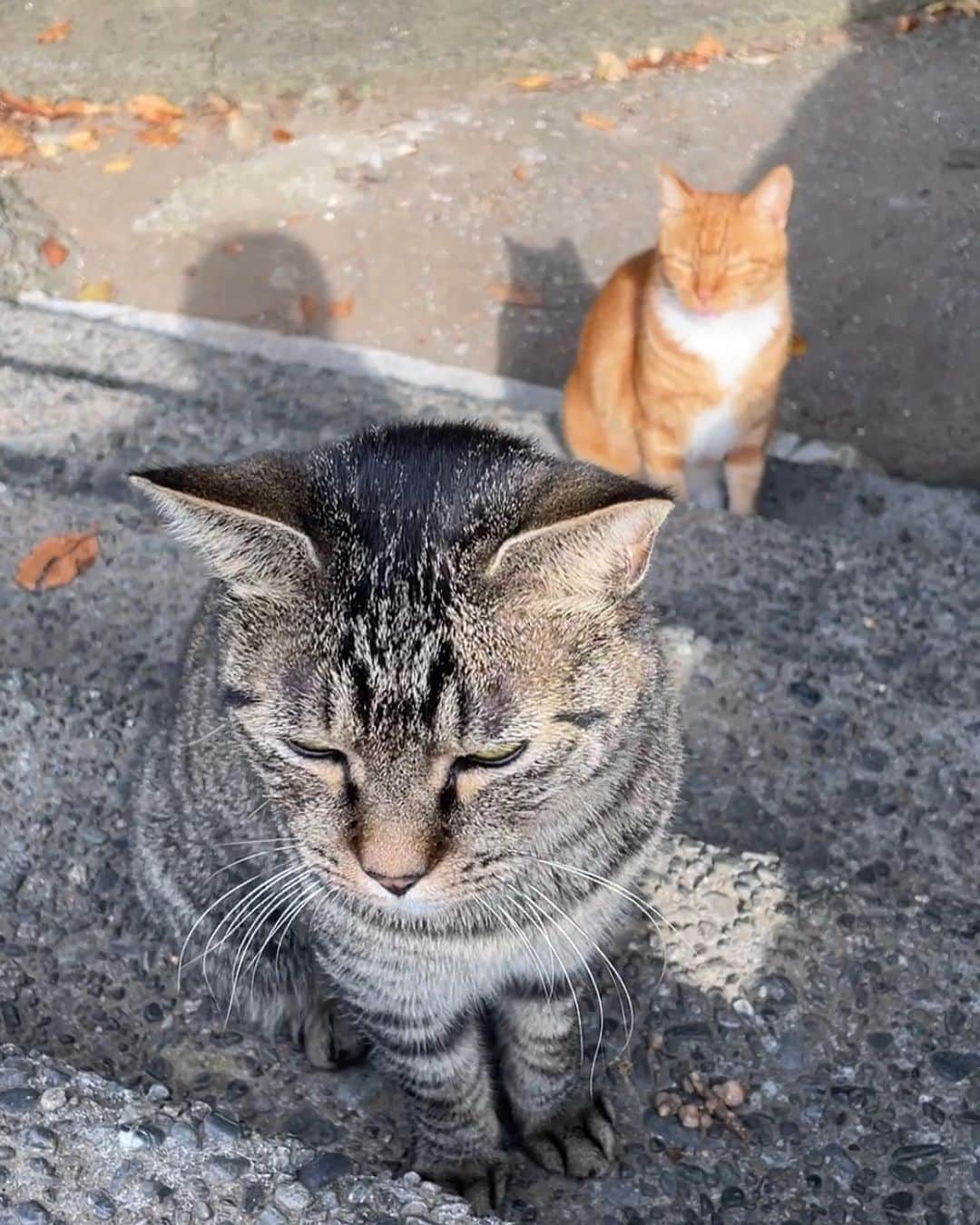 葉月つばささんのインスタグラム写真 - (葉月つばさInstagram)「三浦海岸オフショット📸 猫と遊べて幸せだった(笑)」9月17日 11時34分 - 2basa_kodama