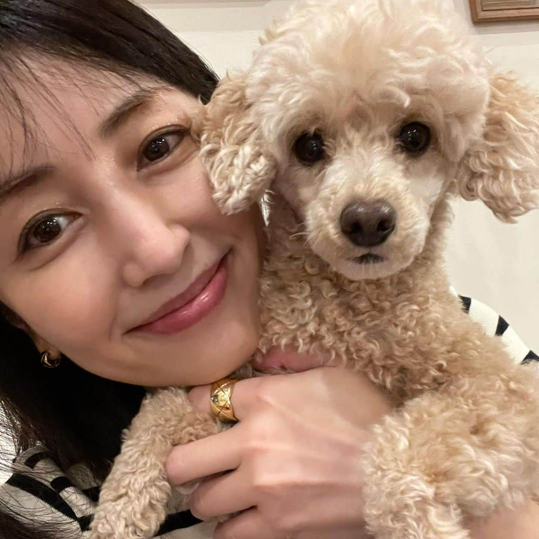 矢田亜希子さんのインスタグラム写真 - (矢田亜希子Instagram)「きなちゃん❤️ 3枚目は昨日トリミングサロンから帰ってきたばかりのもなちゃんです❤️ #きなこ#もなか#姉妹犬#トイプードル#toypoodle #矢田家の姉妹」9月17日 14時29分 - akiko_yada