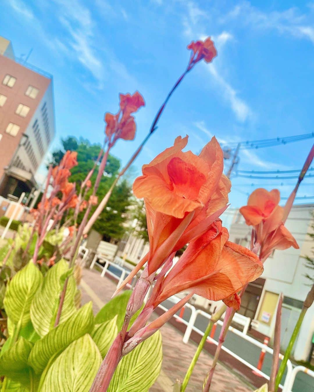 日向カンナさんのインスタグラム写真 - (日向カンナInstagram)「カンナの花にはいつもパワーを沢山もらうんです☺️✨✨同じ名前の大切な存在。  カンナの花言葉は、「情熱」「快活」「熱い思い」「妄想」があるんです🌼   「情熱」「快活」「熱い思い」は、熱気に負けずに咲く強い花のイメージから🤭一方で「妄想」は、トロピカルで幻想的な花から付けられてるんだって🌼  他にも「永遠」「堅実な未来」という花言葉もあって、確かに私は意外と現実派で、足元を見て一歩ずつコツコツ進むタイプなんです🌼へへ。  夏といえば、9月なのにまだまだノースリーブでいられるなんて！ビックリな毎日です😳 今年は本当に暑い日が続いておりますね🌻まだまだ私も暑さに負けずに、エンタメ熱をしっかり持って、自分にできる事頑張りたいと思います🤗  原点に戻れる「カンナの花」なのでした🌼 皆は原点に戻れるものって、何かありますか❓  #カンナの花 #広島 #flower #summer  #japanease #Japaneseculture #花 #夏服 #青空 #空 #自然が好き #リラックス #休日の過ごし方 #お散歩 #tokyo #love #カメラ女子 #モデル #モデル募集 #大人可愛い #大人女子 #大人カジュアル #followme #ダンサー　#instagood #タビジョ#japan #笑顔が一番 #笑顔が人を幸せにする #ありがとう」9月17日 21時58分 - kanna_hinata