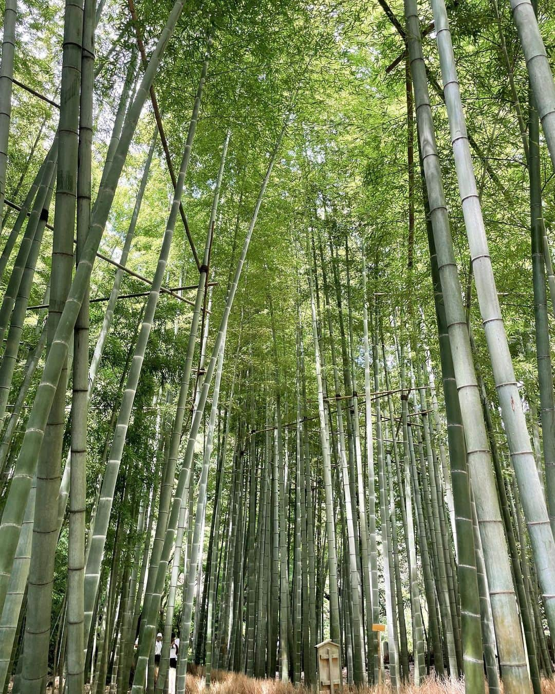 伊藤奈月さんのインスタグラム写真 - (伊藤奈月Instagram)「⁡ 涼しげな浴衣🎋 竹林の中で抹茶をいただいたよ😌🍵 ⁡ #竹林  #鎌倉  #浴衣  #抹茶」9月17日 23時21分 - naachan__