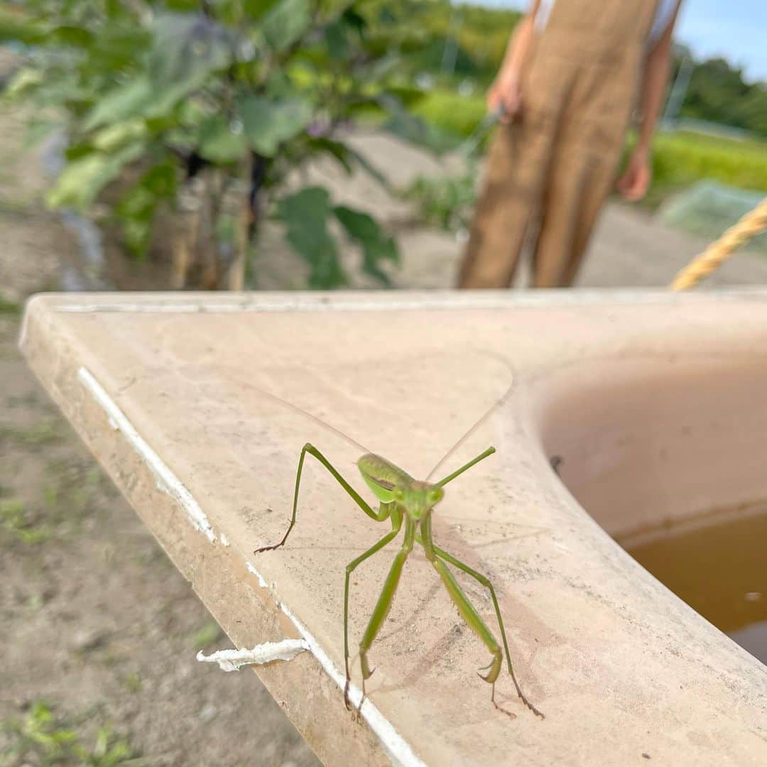 石田靖さんのインスタグラム写真 - (石田靖Instagram)「大阪城公園で開催中『YATAIフェス』 テレビ大阪⑦『発見食遺産』 キッチン屋台も出店〜 台風14号接近中の中　 会場に足を運んでいただいた皆さん 関係者の皆さんありがとうございました お陰様で食遺産レシピの 「麻婆とんちゃん」 100食限定販売〜完売致しました🙏 また来年も開催出来ますように #YATAIフェス #yataiフェス #大阪城公園 #発見食遺産  #黒部アナウンサー #トークショーで食べモグもぐー #ラジぐぅ #食遺産レシピ #麻婆とんちゃん #完売 #おおきにありがとさんです  #河内長野農園 #彼岸花 #カマキリ #一期一笑  #石田靖」9月18日 16時31分 - yasulog