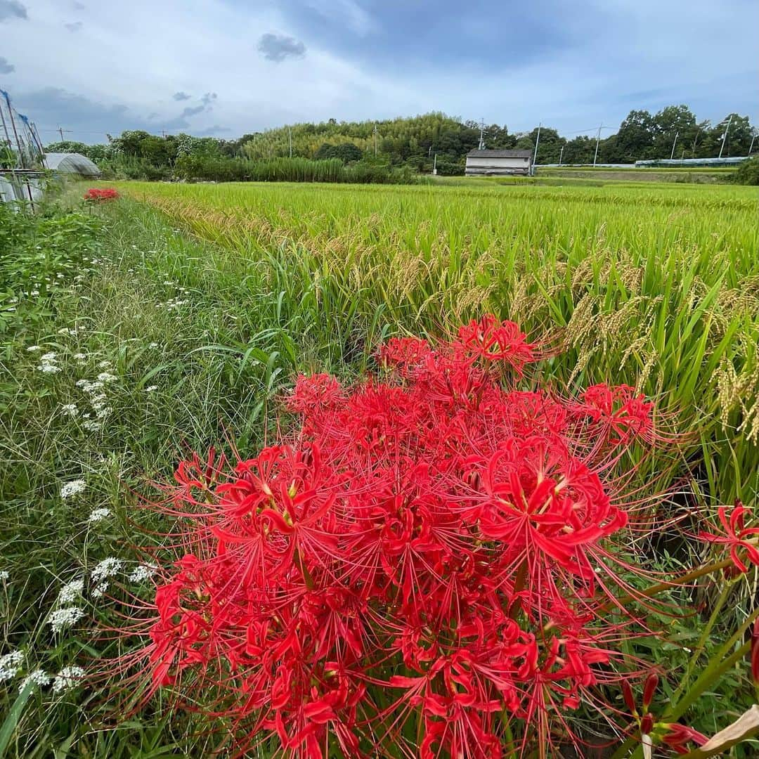 石田靖さんのインスタグラム写真 - (石田靖Instagram)「大阪城公園で開催中『YATAIフェス』 テレビ大阪⑦『発見食遺産』 キッチン屋台も出店〜 台風14号接近中の中　 会場に足を運んでいただいた皆さん 関係者の皆さんありがとうございました お陰様で食遺産レシピの 「麻婆とんちゃん」 100食限定販売〜完売致しました🙏 また来年も開催出来ますように #YATAIフェス #yataiフェス #大阪城公園 #発見食遺産  #黒部アナウンサー #トークショーで食べモグもぐー #ラジぐぅ #食遺産レシピ #麻婆とんちゃん #完売 #おおきにありがとさんです  #河内長野農園 #彼岸花 #カマキリ #一期一笑  #石田靖」9月18日 16時31分 - yasulog