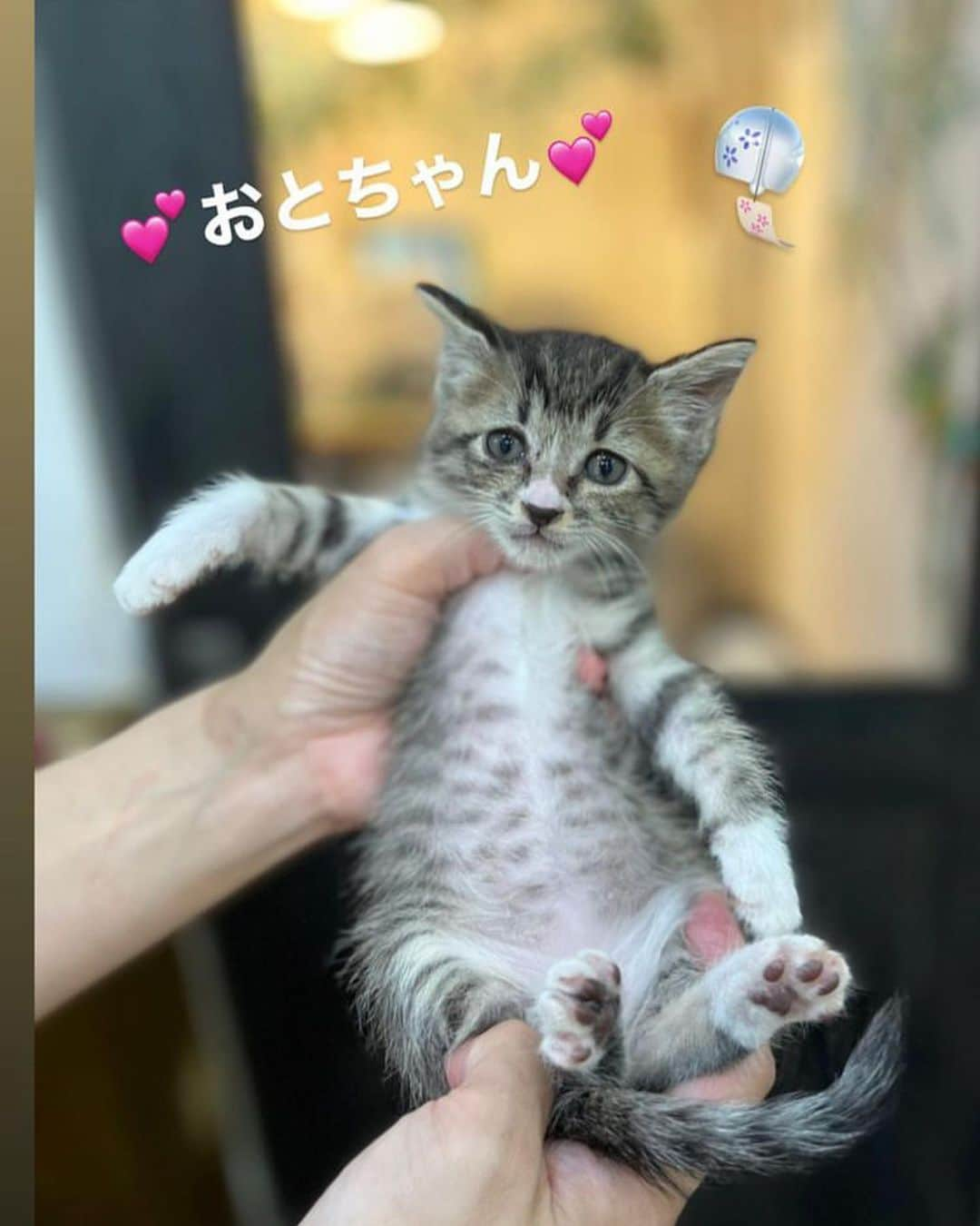 小野真弓さんのインスタグラム写真 - (小野真弓Instagram)「今日は家族募集中のちびにゃん6匹と〜 おはにゃーん❤️😆  🐱🐱🐱🐱🐱🐱  みんなみんな 我が家の近くで保護した子たち🥺💘 地域猫活動、TNRを スタートしたばかりでして、、  既に産まれた子たちが沢山おります。 保護しては、家族探し🏡💨が、 しばらくは続くものとおもわれます🥺✨  お問い合わせは、 @wanbo_waka さんまで お願いしにゃす✨💌  みんなみんな、 とーーっても可愛い子たち😍 個性もそれぞれ✨  にゃんこを家族に と検討されている方は 是非、チェックしてみてください😆  一生涯家族として、 大事にお家の中で、 可愛がってくださる方を お待ちしております(o^^o)❤️  🐾 @wanbo_waka さんは、 西日暮里のトリミングサロン @wanbojapan さんのオーナーであり、 保護活動をするトリミングサロンを纏める団体 フォスターサロンジャパンの代表でもあります。  我が家は木更津。。 自分たちで何とかしたいという想いはあるものの、 まだまだ未熟者で、  ベテランのwakaさんに 助けて頂きまくりです🙇‍♀️  引き続き、ご指導とご協力を頂きながら、、 地域の皆様と共に 出来ることを増やしていきたいと思っております🥺  #家族募集猫#仔猫3兄妹 チームちりん🎐 #風くん#鈴ちゃん#音ちゃん チームおべんと🍱 #こうめちゃん#おにぎりちゃん#たくあんくん」9月19日 8時25分 - hanaharuaroi