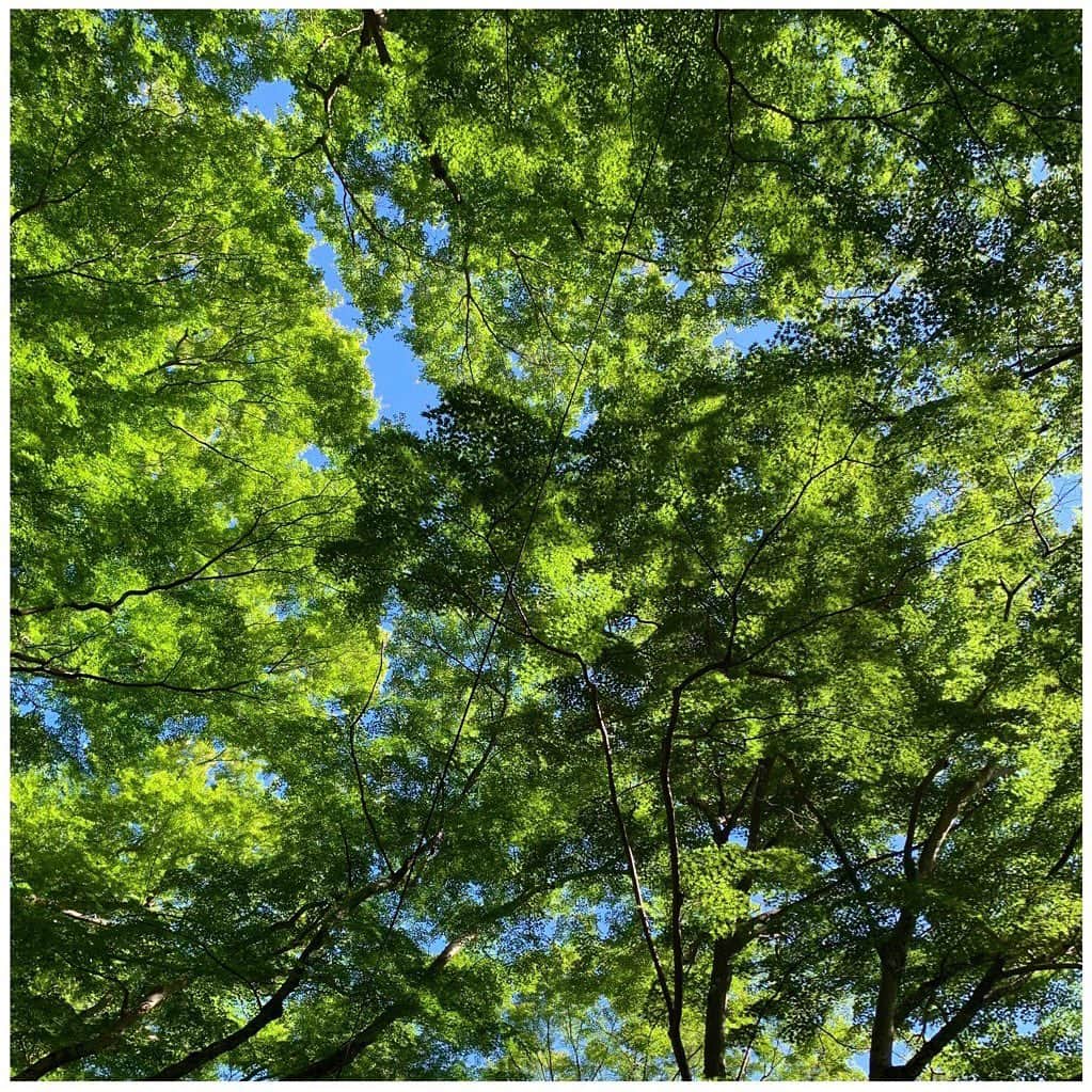 飛龍つかささんのインスタグラム写真 - (飛龍つかさInstagram)「皆さま、こんばんは！ ⁡ 台風の影響は大丈夫でしょうかっ ⁡ どうか皆さまご無事でいて下さいますように… ⁡ ⁡ ⁡ 今日のお写真は、 とある日に見た木々が綺麗で撮っておいたもの📸 ⁡ お外に出られなかった方も、お天気が悪くて空を見上げられなかった方も、 綺麗な緑の写真で癒されてもらえたら嬉しいです🌳 ⁡ 木漏れ日を見上げるのってすごく好きなんですけど なんでこんなに綺麗に見えるんでしょう… ⁡ 心が洗われます… ⁡ 🌳 ⁡ 🌳 ⁡ 🌴←これはヤシの木(*ﾟ∀ﾟ*)? ⁡ ⁡ #台風 ⁡ #木漏れ日 #緑 #綺麗な景色 #癒し ⁡ #飛龍つかさ」9月19日 20時17分 - hiryu_tsukasa
