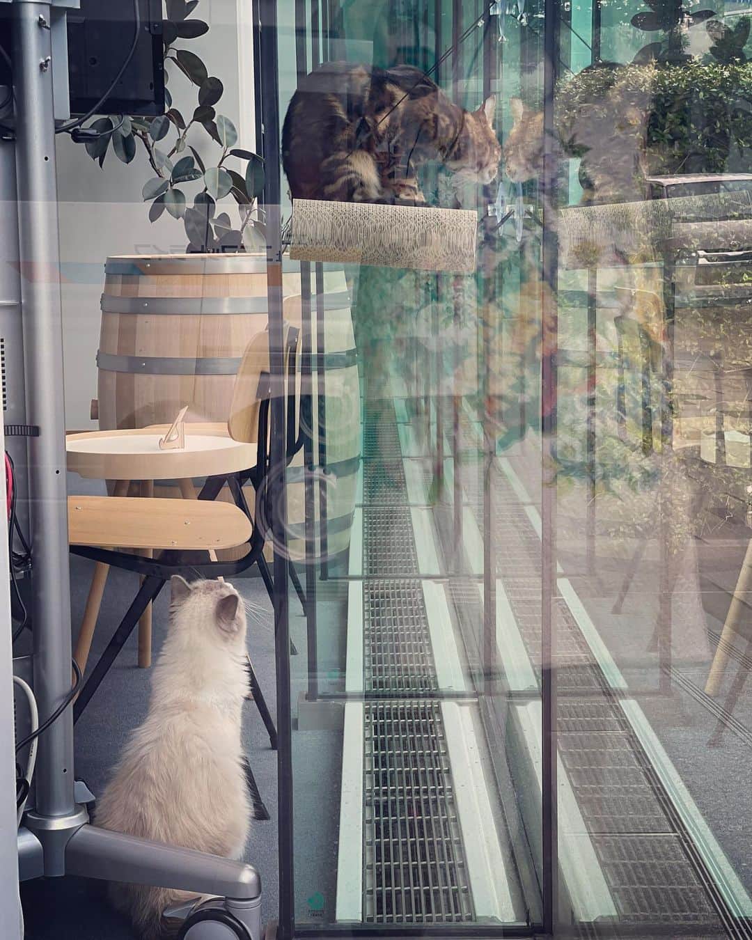 三浦瑠麗さんのインスタグラム写真 - (三浦瑠麗Instagram)「ニャルソックを外からみるとこんな感じになります。警備費は日額ささみ6個。」9月22日 10時51分 - lullymiura