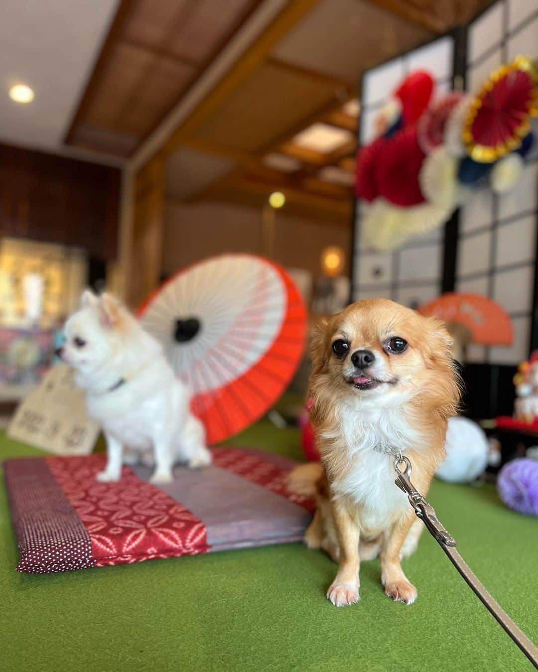 COCOさんのインスタグラム写真 - (COCOInstagram)「愛犬たちと温泉旅行行ってきました♨️✨ お食事も美味しくて愛犬もお風呂に入れたり🛀とってもサービス満点いいお宿でした💯💖  今回は実家のパクくんも一緒で🐕 普段はよく喧嘩するふたりが、目は合わせないものの最後は仲良くしてくれてママは嬉しかったです🥱💓」9月23日 13時00分 - coco_coco000