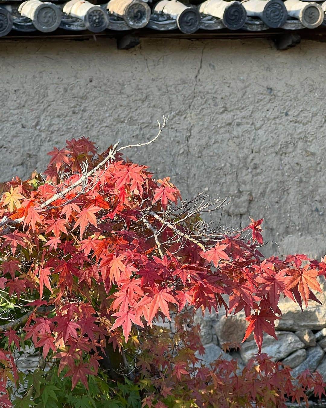 佐藤かよさんのインスタグラム写真 - (佐藤かよInstagram)「秋の奈良へ🍂🍂🍂 . . #奈良　#家族旅行」9月24日 16時54分 - satokayo1226