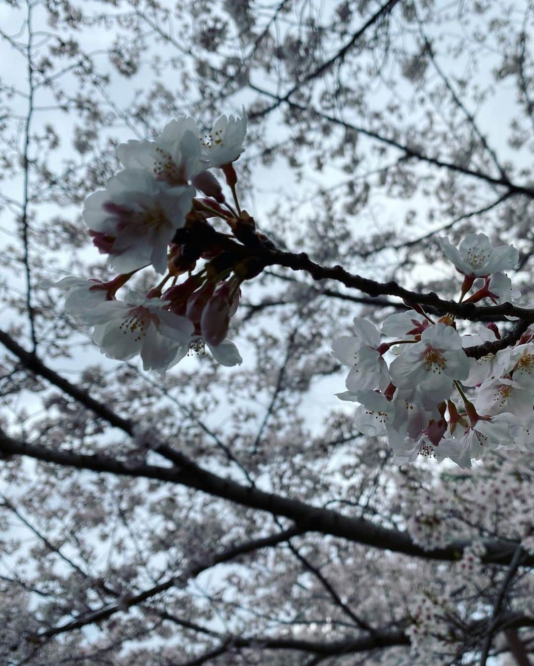 浅田芭路さんのインスタグラム写真 - (浅田芭路Instagram)「． 桜の時期に大阪城をお花見散歩🌸 満開の桜が応援してくれているみたいでした！ 舞いあがれ！もうすぐ！  #さくらさく #大阪 #舞いあがれ！ #東大阪 #五島列島  #浅田芭路」9月25日 12時58分 - asada_halo__official
