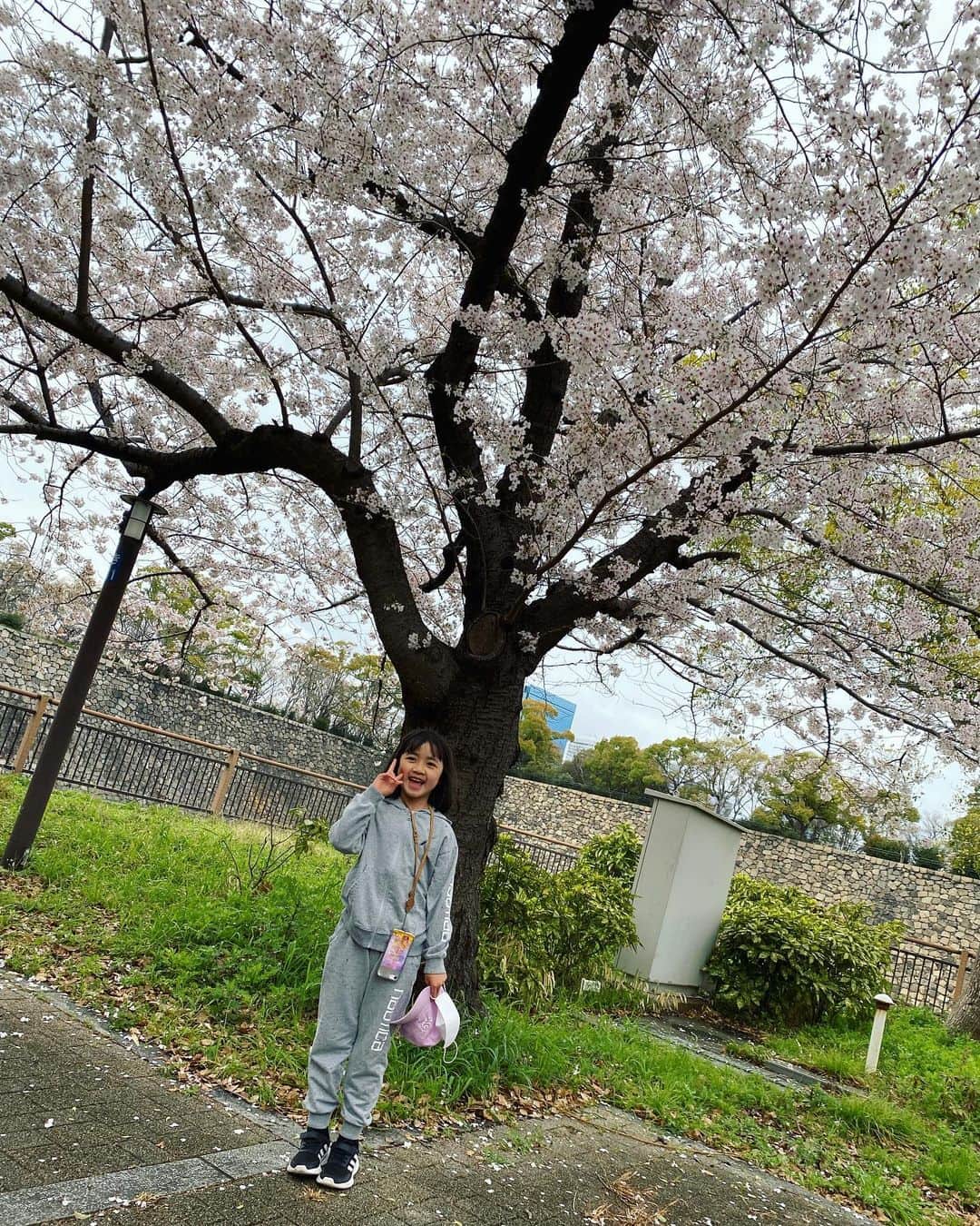 浅田芭路さんのインスタグラム写真 - (浅田芭路Instagram)「． 桜の時期に大阪城をお花見散歩🌸 満開の桜が応援してくれているみたいでした！ 舞いあがれ！もうすぐ！  #さくらさく #大阪 #舞いあがれ！ #東大阪 #五島列島  #浅田芭路」9月25日 12時58分 - asada_halo__official