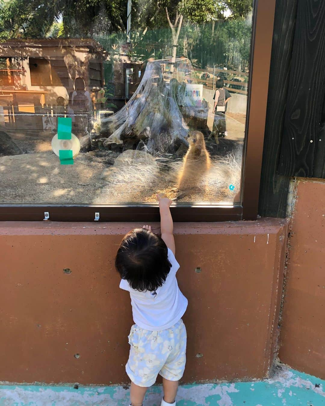 中野美奈子さんのインスタグラム写真 - (中野美奈子Instagram)「お久しぶりのしろとり動物園🐘  知らない間に、園内のスペースが広がっていた！！よってキリンまでの坂道で母バテました😭  動物園デビューの娘、ヒヨコに夢中🐤 そういえば、その昔お祭りで買ったヒヨコがニワトリになり、コケコッコーと毎朝鳴くのでプーキーに相談したら、快く引き取ってくれました。  そういえば、プーキーもリニューアルしてますよ。 うどん県民の方はこの話わかるかな！？  3連休お疲れ様でした。 ほんとに本当にお疲れ様でした。 はよ寝ます💤  #しろとり動物園  #動物園デビュー #えさやり体験  #動物ふれあい   #年賀状用にうさぎとも写真 #もう年賀状  #ヒヨコ #最近はお祭りで見ないよね  #赤ちゃんのいる生活  #中野美奈子」9月25日 21時31分 - minako_nakano.official