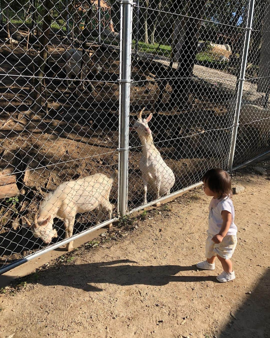 中野美奈子さんのインスタグラム写真 - (中野美奈子Instagram)「お久しぶりのしろとり動物園🐘  知らない間に、園内のスペースが広がっていた！！よってキリンまでの坂道で母バテました😭  動物園デビューの娘、ヒヨコに夢中🐤 そういえば、その昔お祭りで買ったヒヨコがニワトリになり、コケコッコーと毎朝鳴くのでプーキーに相談したら、快く引き取ってくれました。  そういえば、プーキーもリニューアルしてますよ。 うどん県民の方はこの話わかるかな！？  3連休お疲れ様でした。 ほんとに本当にお疲れ様でした。 はよ寝ます💤  #しろとり動物園  #動物園デビュー #えさやり体験  #動物ふれあい   #年賀状用にうさぎとも写真 #もう年賀状  #ヒヨコ #最近はお祭りで見ないよね  #赤ちゃんのいる生活  #中野美奈子」9月25日 21時31分 - minako_nakano.official