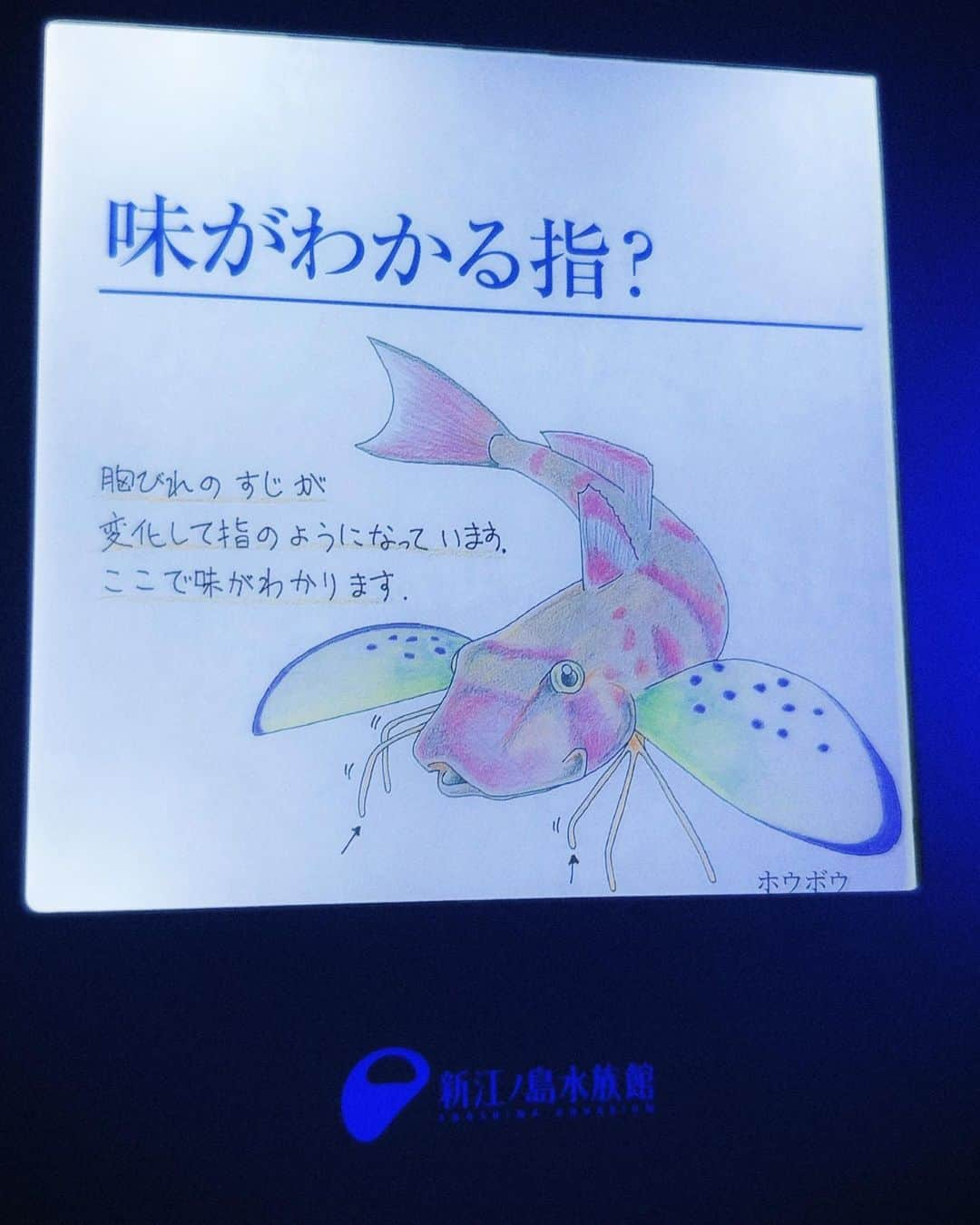 益若つばささんのインスタグラム写真 - (益若つばさInstagram)「クラゲとタツノオトシゴとヒメテングハギとブラックゴーストと太刀魚とシロワニとタコが好きです！！！」9月26日 11時09分 - tsubasamasuwaka1013