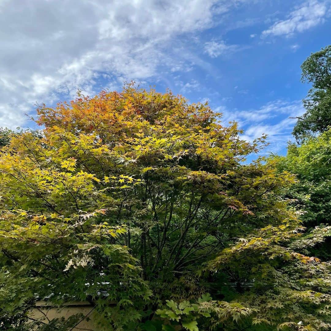 吉井明子さんのインスタグラム写真 - (吉井明子Instagram)「𓍯𓍯𓍯  京都はお庭や木々が美しいのはもちろんですが、必ず綺麗な空や雲に出会えます。  大徳寺さんにて。  #大徳寺 #京都 #kyoto #japan #京都旅 #travel #travelphotography #trip #オフショット #明さんぽ #気象予報士 #気象キャスター #weatherforecaster #기상캐스터　#氣象主播 #吉井明子」9月26日 11時44分 - akiko_yoshii_sunny_rain