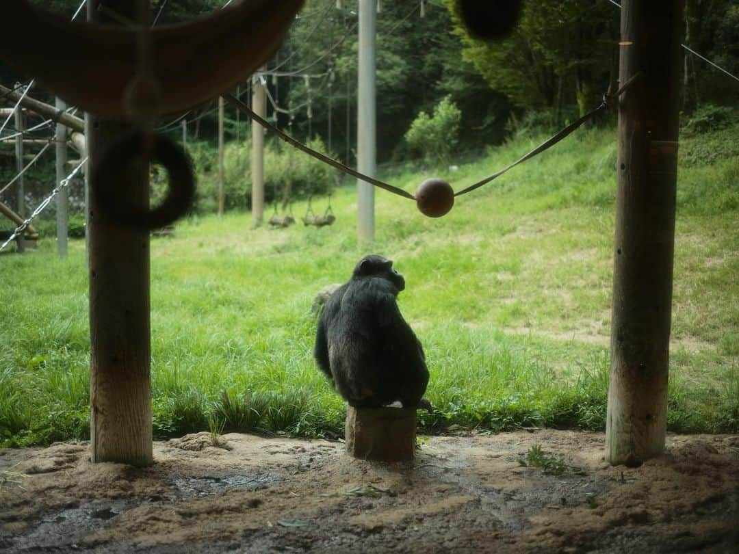 おのののかさんのインスタグラム写真 - (おのののかInstagram)「🦁 水族館に続き 娘、はじめての動物園✨  私もライオンバスは初めてだったのですが とっても近くて大興奮っ🤣💗 娘はバスの乗り心地が良かったのか 最後はお眠りになりました😴笑  他にもたくさん動物が見られて楽しかった〜！  水族館も動物園も テーマパークとかに比べると チケットが安くてありがたいや〜🫶🌈」9月26日 14時53分 - ononono_ka