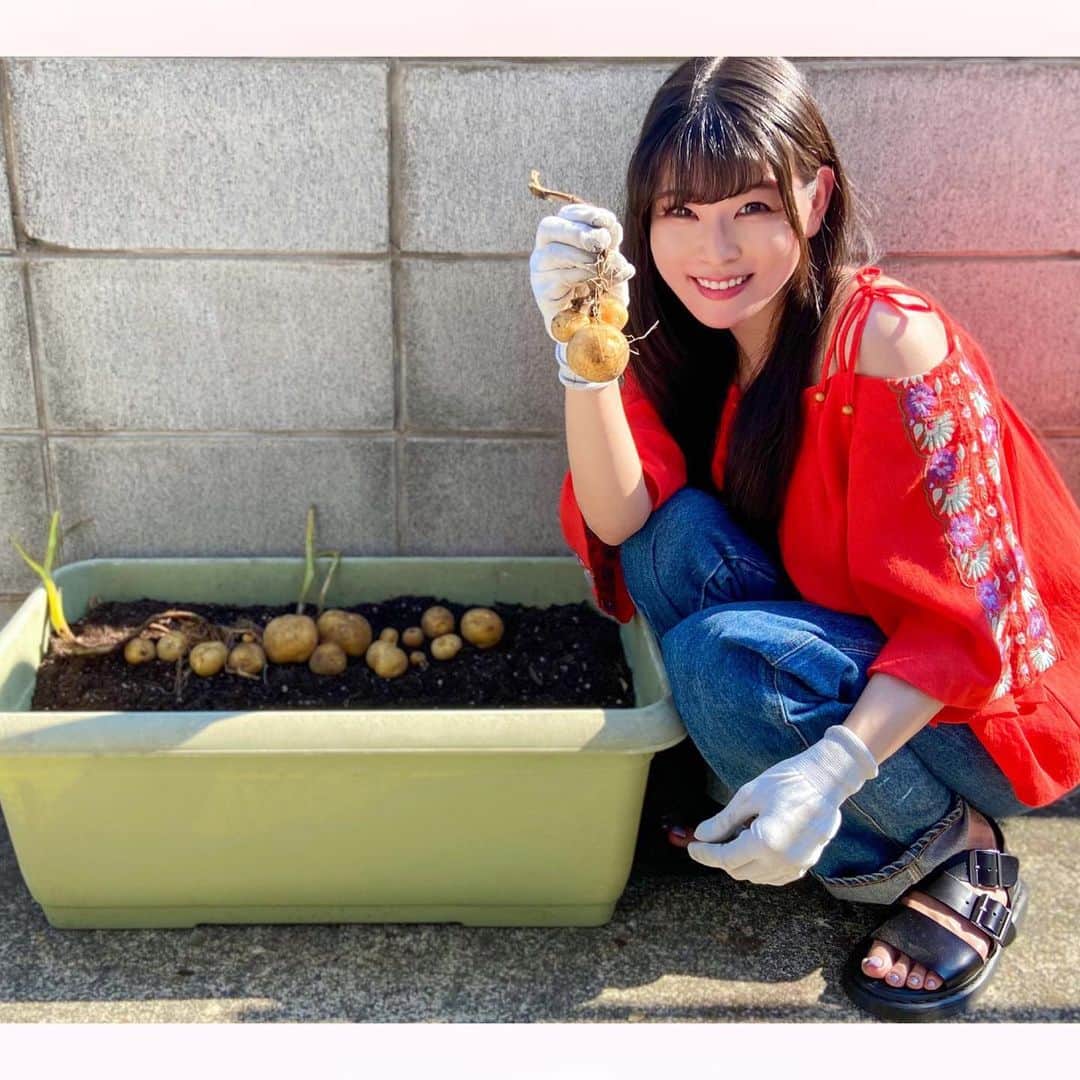 長柄ひろみさんのインスタグラム写真 - (長柄ひろみInstagram)「#potato 🥔  芋掘り٩( ᐛ )و🍃  じゃがいも収穫収穫〜🤗🥔✨  結構採れた〜🥳 けど、想像していたより小さめかも🤔  じゃがいもは30cm以上の深さがあるプランターが推奨らしいので、少し浅かったかもしれない😖  次はもっと深めので育ててみよ〜😗💪🏻🥔✨  ｡・ﾟ・。୨୧｡・ﾟ・。୨୧｡・ﾟ・。୨୧｡・ﾟ・｡୨୧。・ﾟ・。  #じゃがいも」9月26日 19時24分 - aoi_asahi