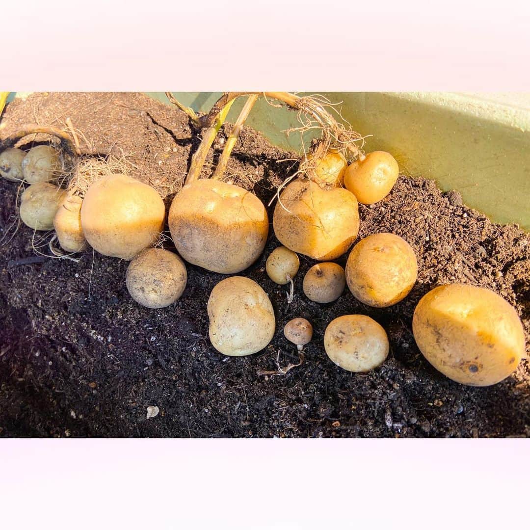 長柄ひろみさんのインスタグラム写真 - (長柄ひろみInstagram)「#potato 🥔  芋掘り٩( ᐛ )و🍃  じゃがいも収穫収穫〜🤗🥔✨  結構採れた〜🥳 けど、想像していたより小さめかも🤔  じゃがいもは30cm以上の深さがあるプランターが推奨らしいので、少し浅かったかもしれない😖  次はもっと深めので育ててみよ〜😗💪🏻🥔✨  ｡・ﾟ・。୨୧｡・ﾟ・。୨୧｡・ﾟ・。୨୧｡・ﾟ・｡୨୧。・ﾟ・。  #じゃがいも」9月26日 19時24分 - aoi_asahi