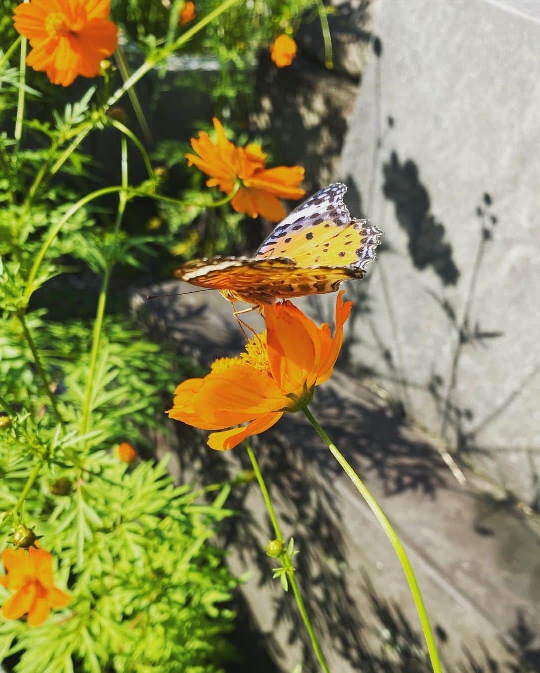 高岡早紀 さんのインスタグラム写真 - (高岡早紀 Instagram)「よく晴れた朝の散歩。 気持ち良き。 道ばたの花や、花の色に似合う蝶々たちにも癒されたー 皆さまも、良き日をお過ごし下さいね。。」9月28日 9時51分 - saki_takaoka
