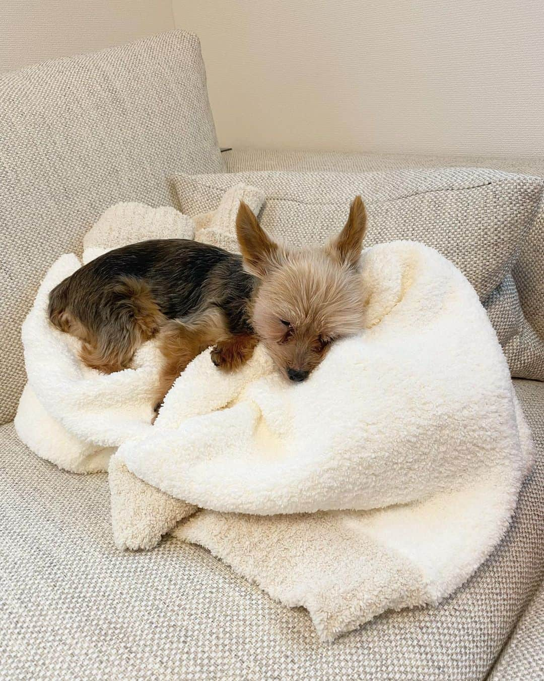 ririさんのインスタグラム写真 - (ririInstagram)「土日はりぼんもこんな感じ🐶💤  #love #happy #dog #yorkie #ヨーキー」10月1日 13時42分 - riri.ribon